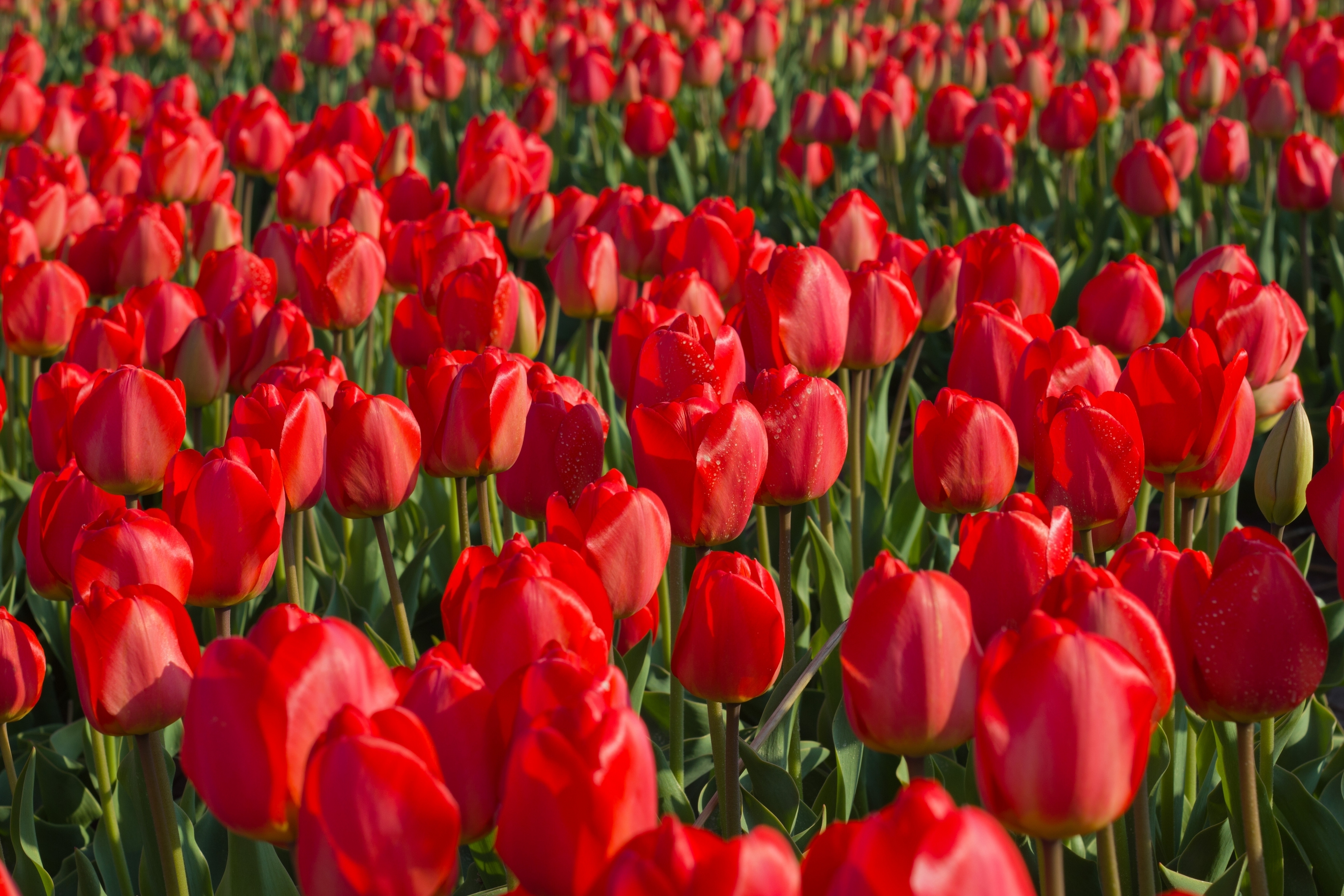 Tulips Fields Sea of flowers Red Flowers wallpaper | HD Latest ...