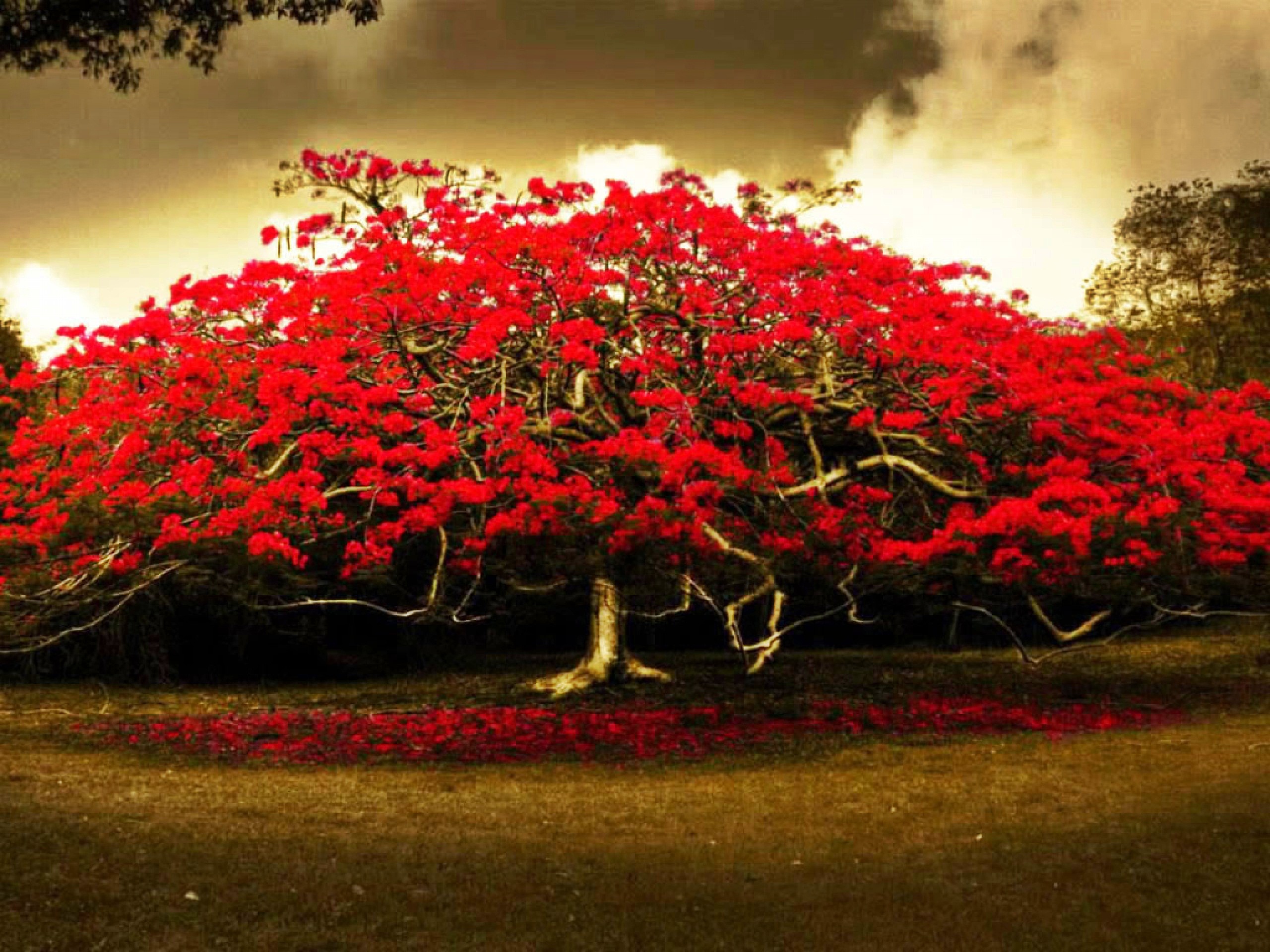 Red tree photo