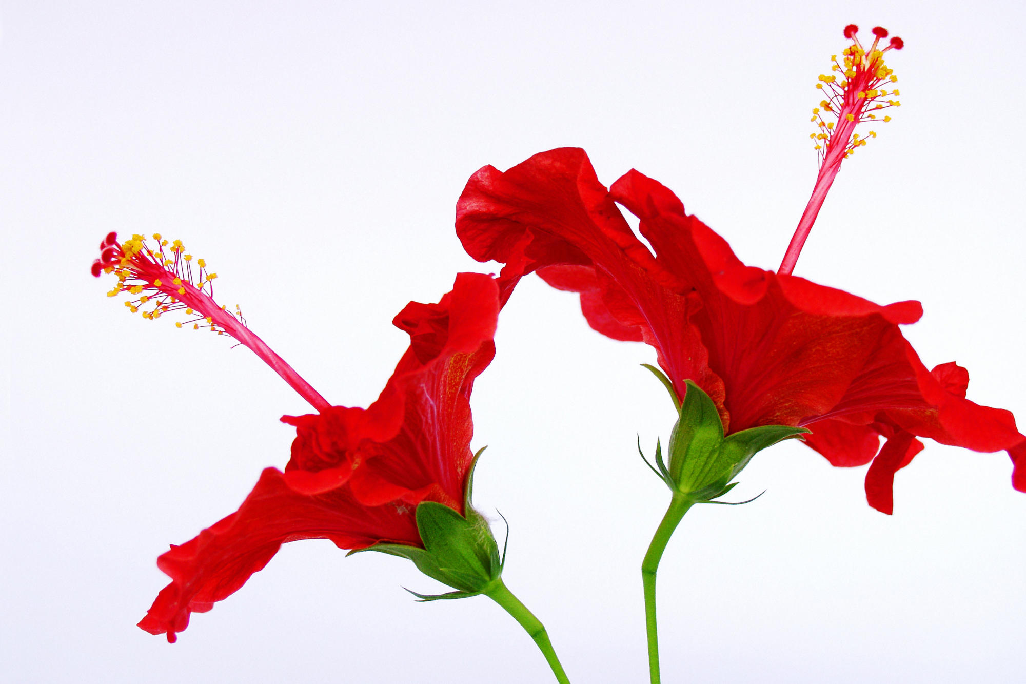 237-red-flowers | 237-red-flowers wallpapers