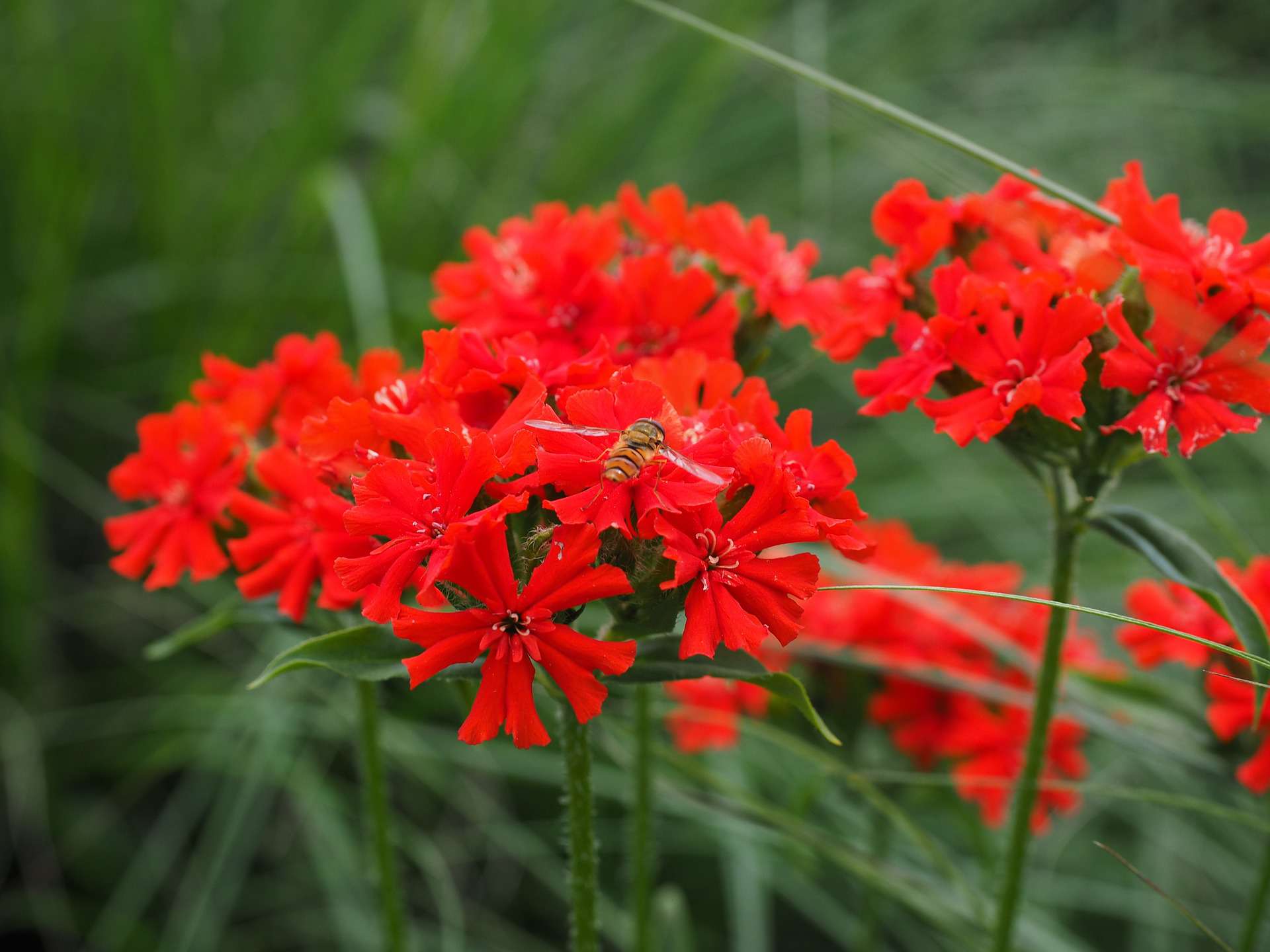 Include Red Flowers in Your Plant Selection