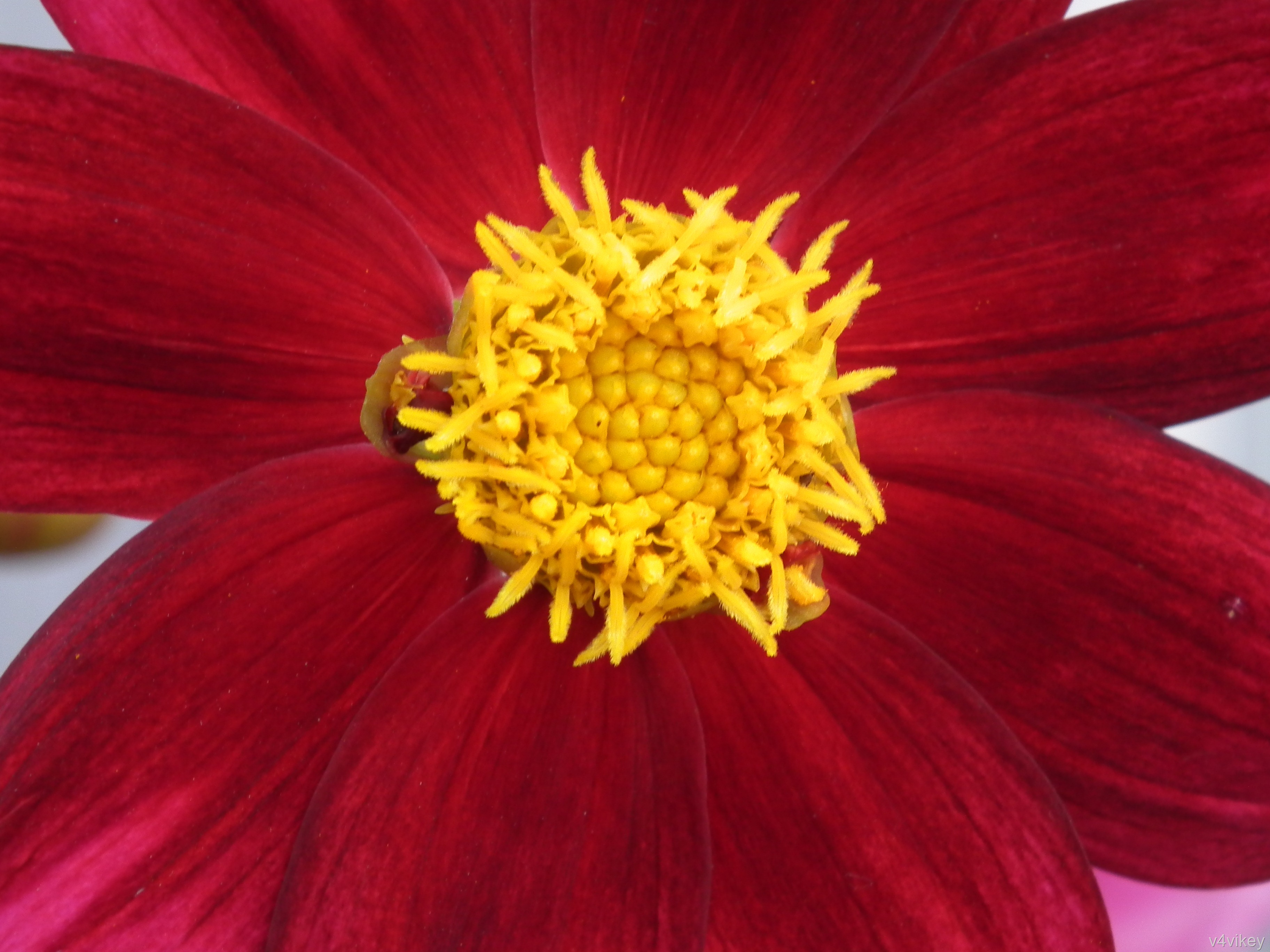 Dahlia Flower « Wallpaper Tadka