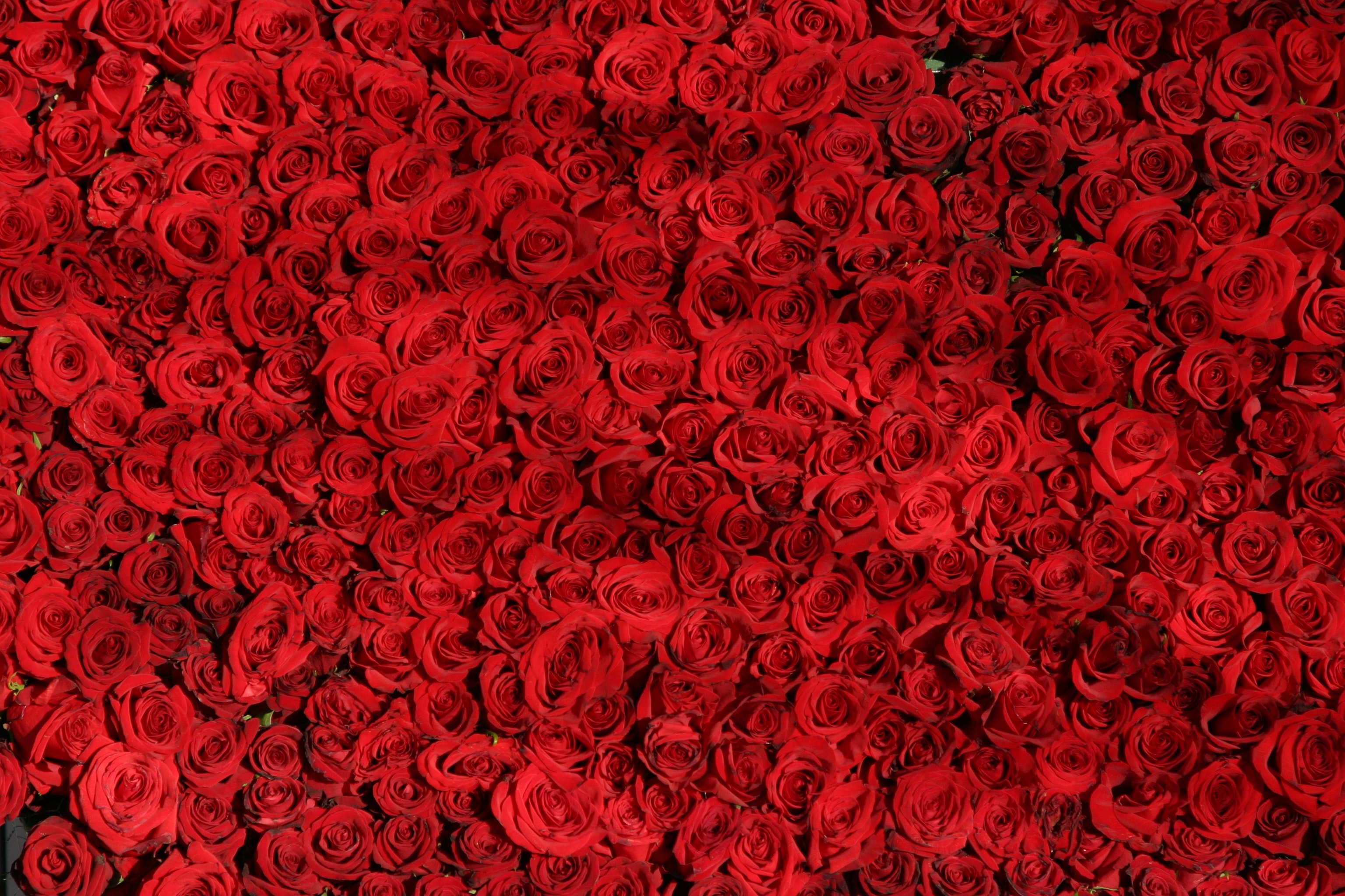 1000+ Interesting Red Flowers Photos · Pexels · Free Stock Photos