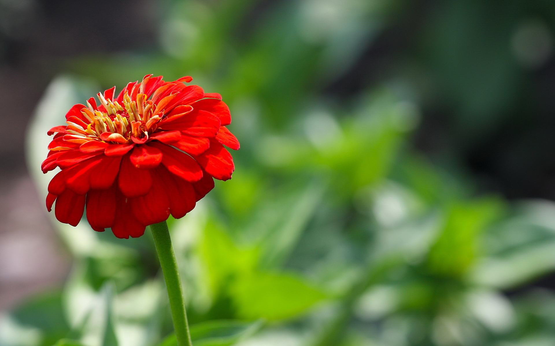 Summer Red Flowers wallpapers