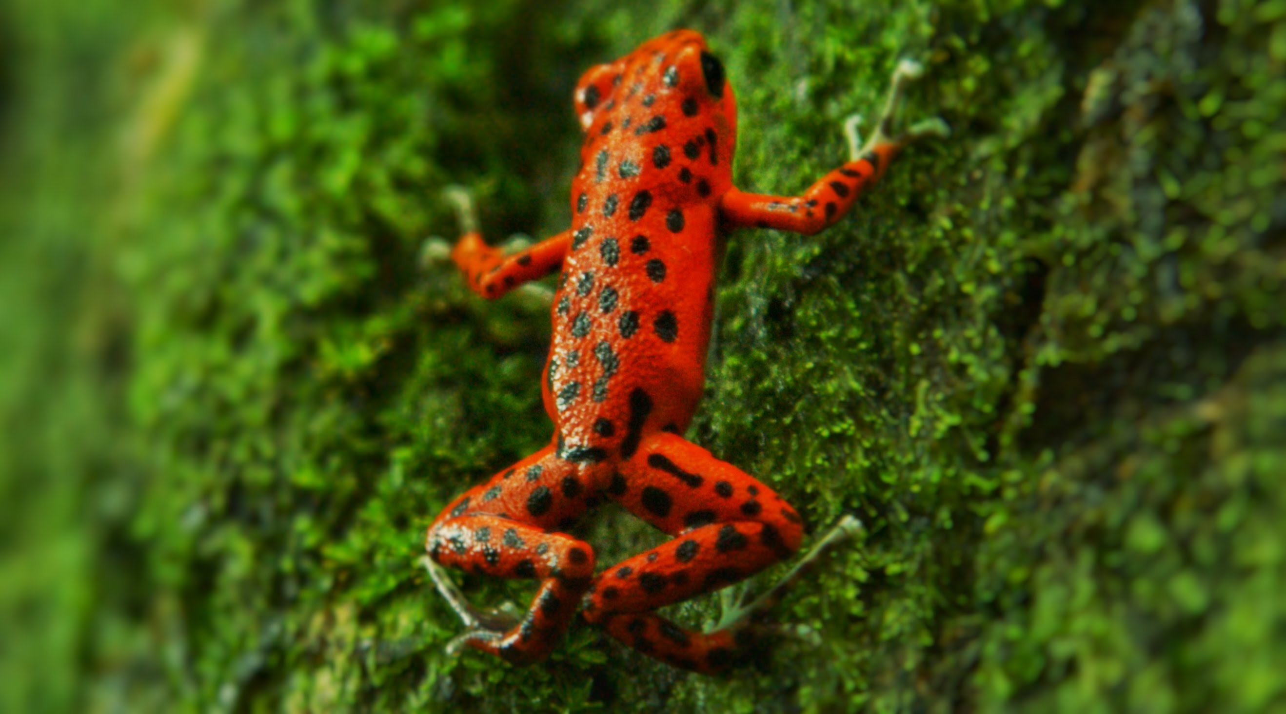 Red frog photo