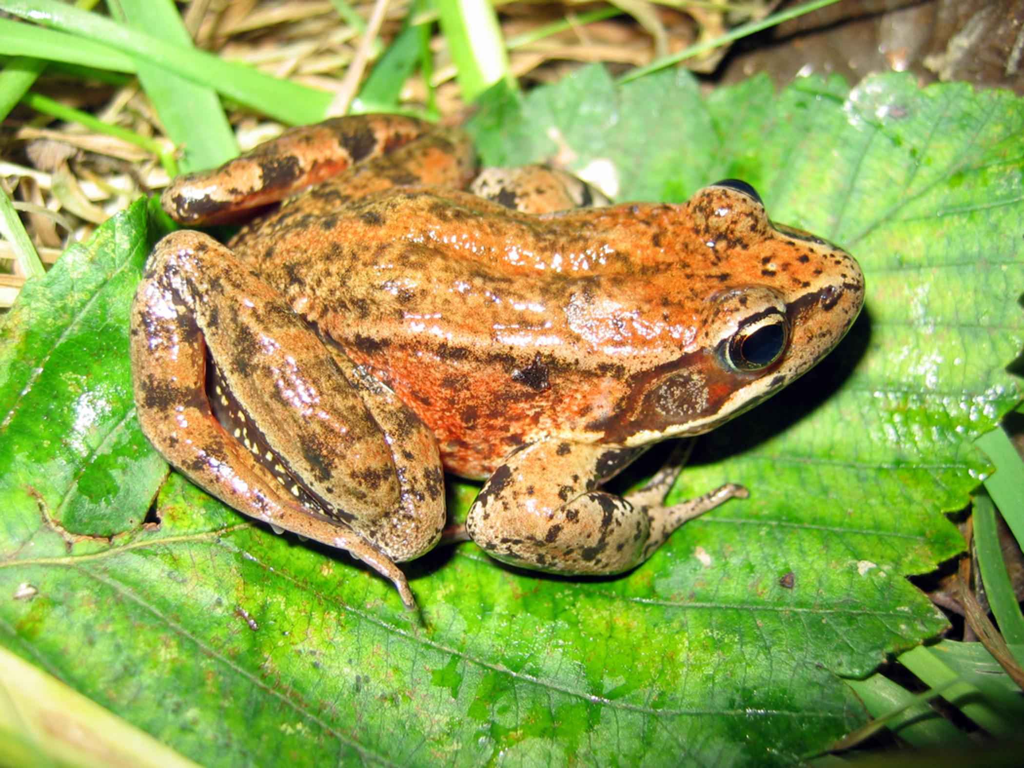 File:Adult northern red legged frog on bright green leaf rana aurora ...