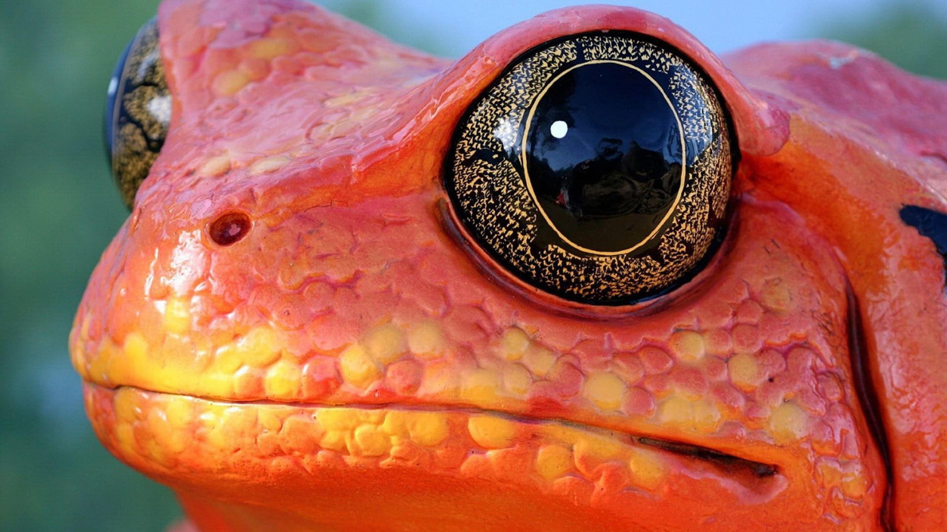 Close-up photography of red frog HD wallpaper | Wallpaper Flare