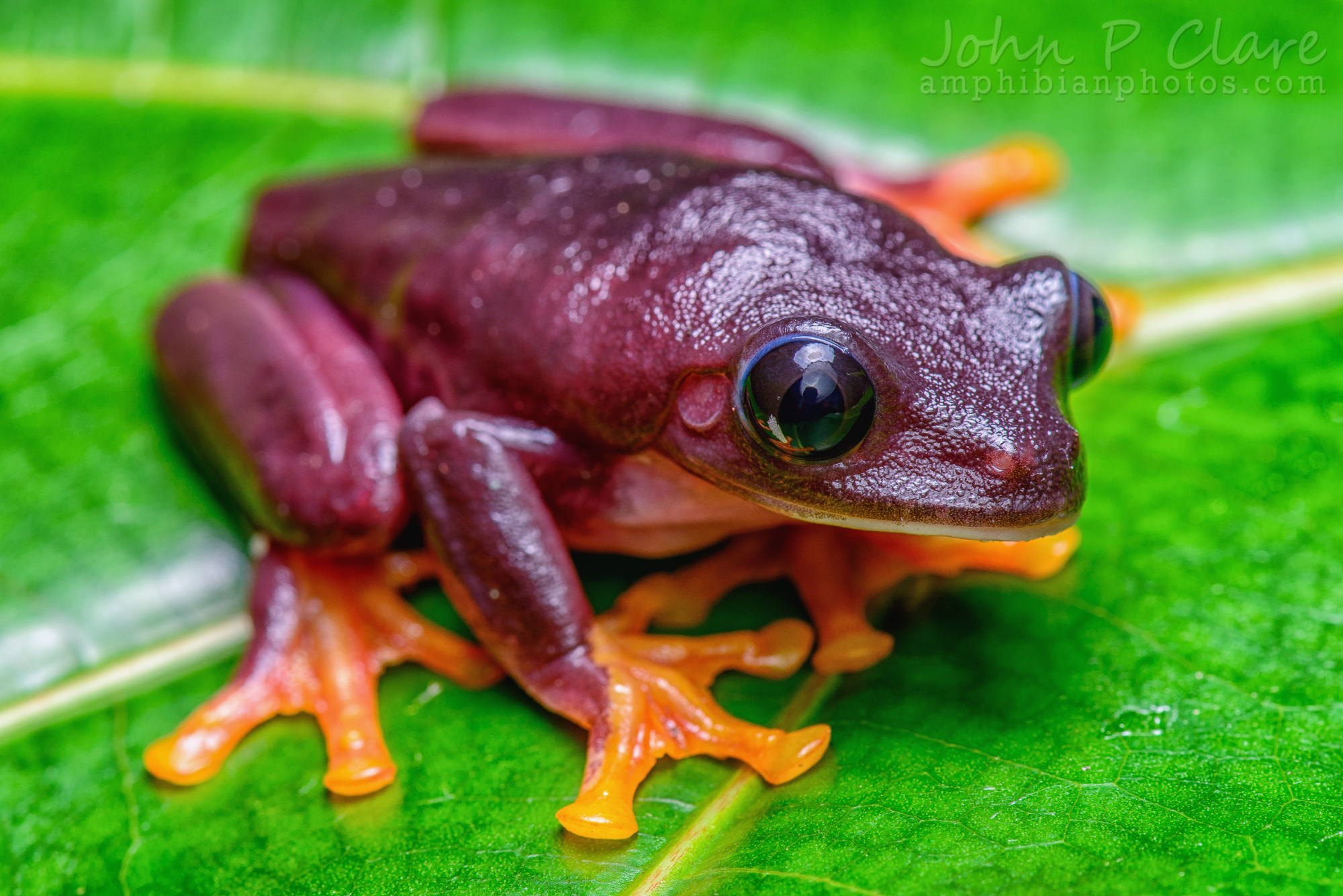 Agalychnis callidryas 'Black' (Black Red-Eyed Tree Frog ...