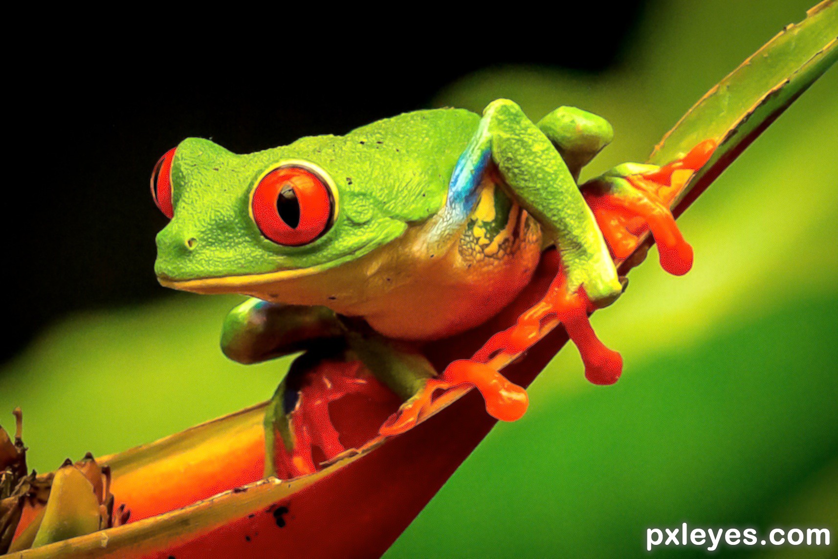 Green, red eyed frog smiling picture, by janoogee for: funny animals ...