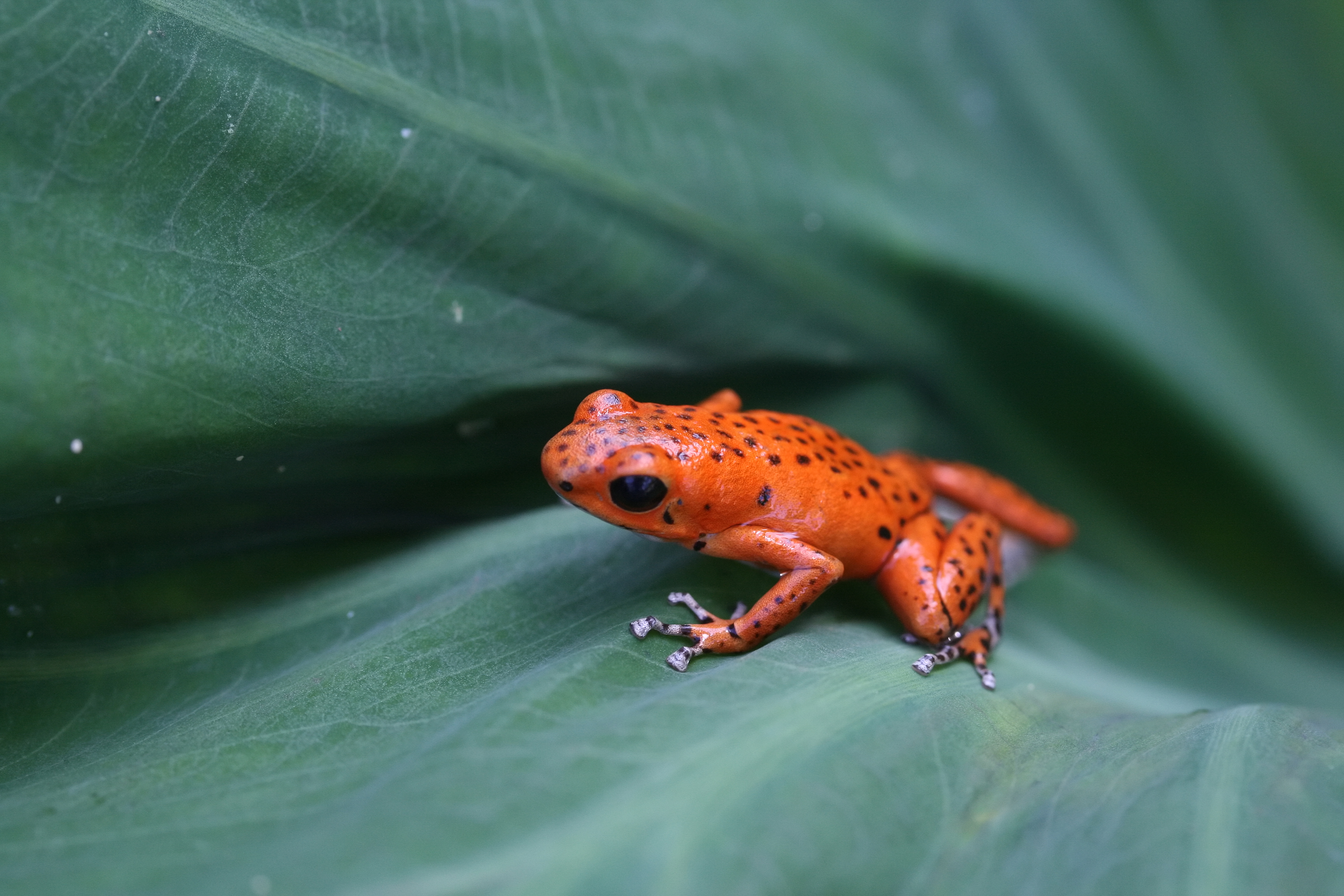File:Red poison dart frog.jpg - Wikimedia Commons