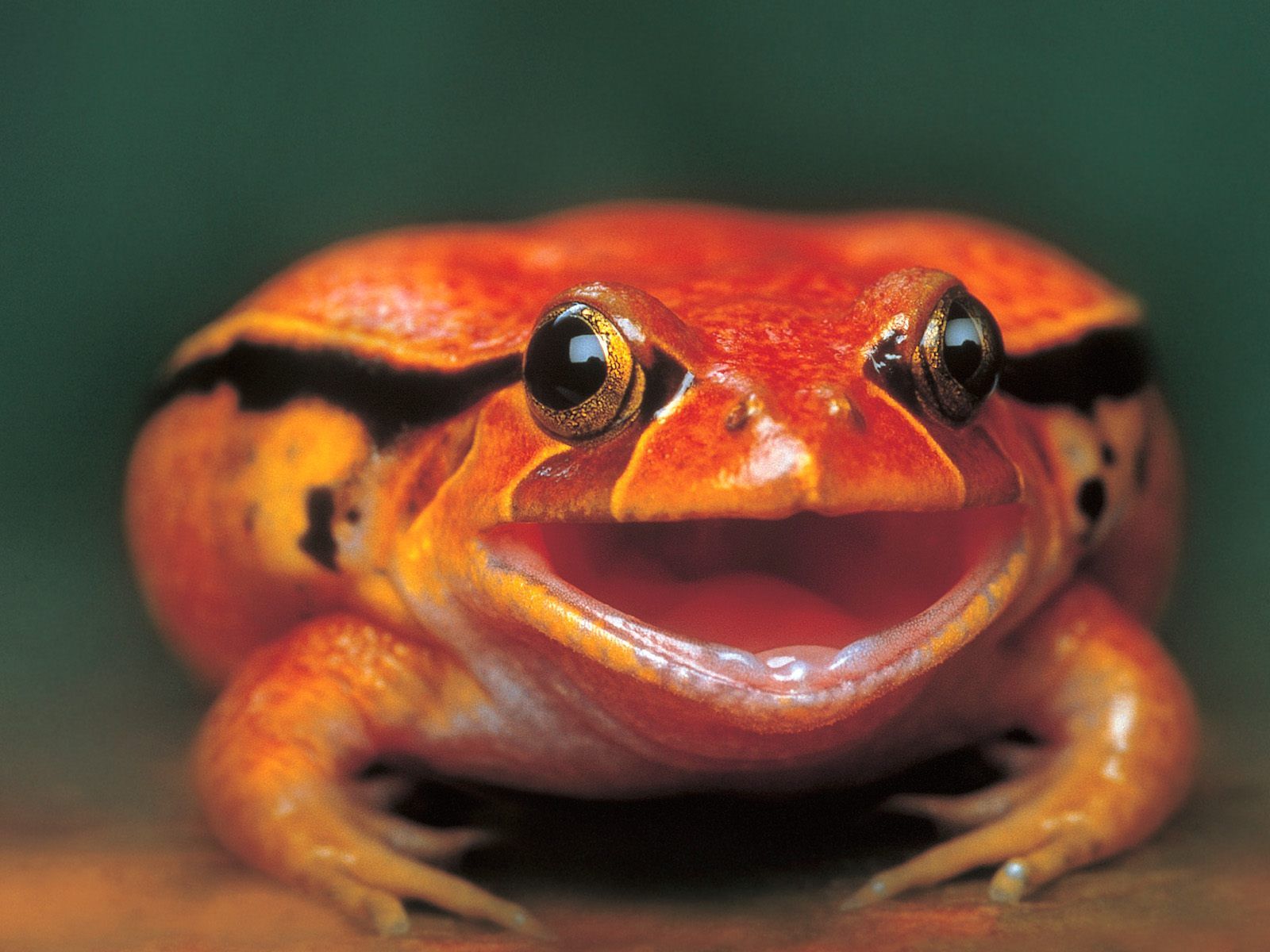 Big Red Frog - Nice Close-Up | Frogs | Pinterest | Frogs, Amphibians ...