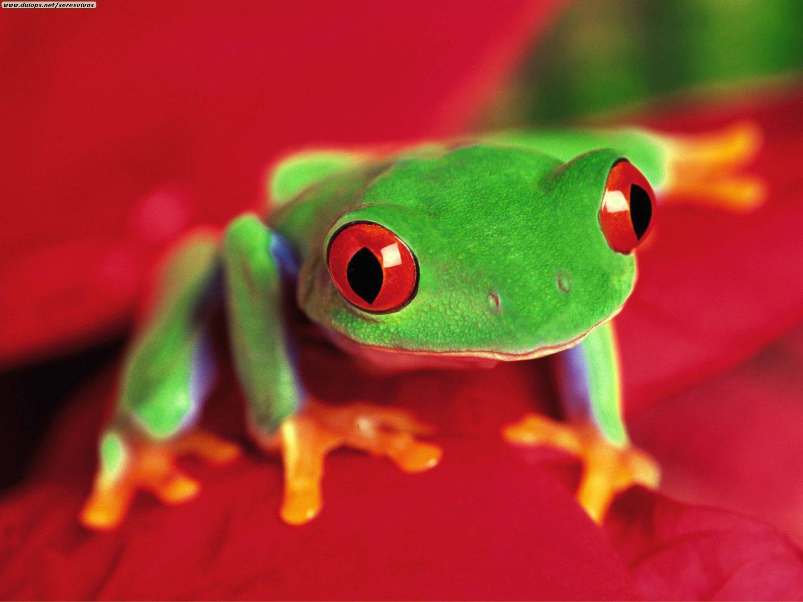 Tree Frogs images red-eyed Tree Frog HD wallpaper and background ...