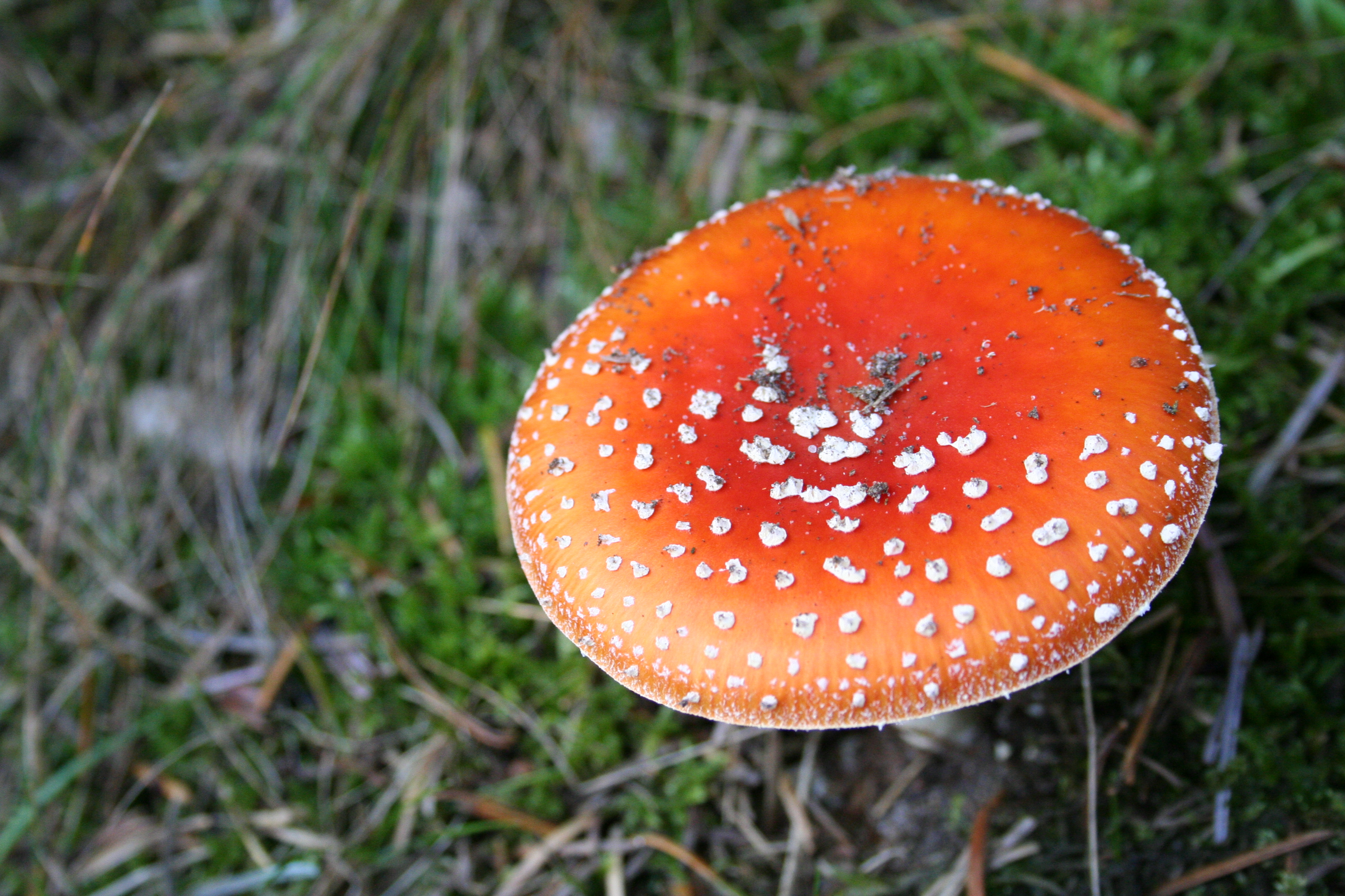 Red fungus photo