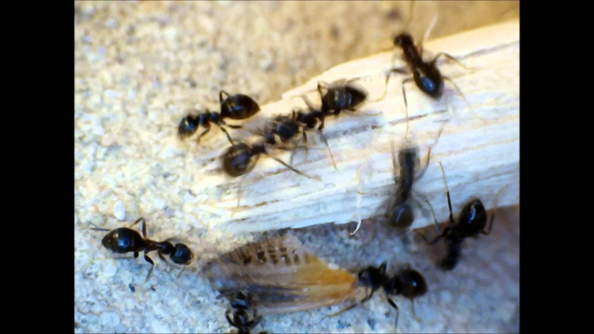 My black garden ant colony (Lasius Niger) - YouTube