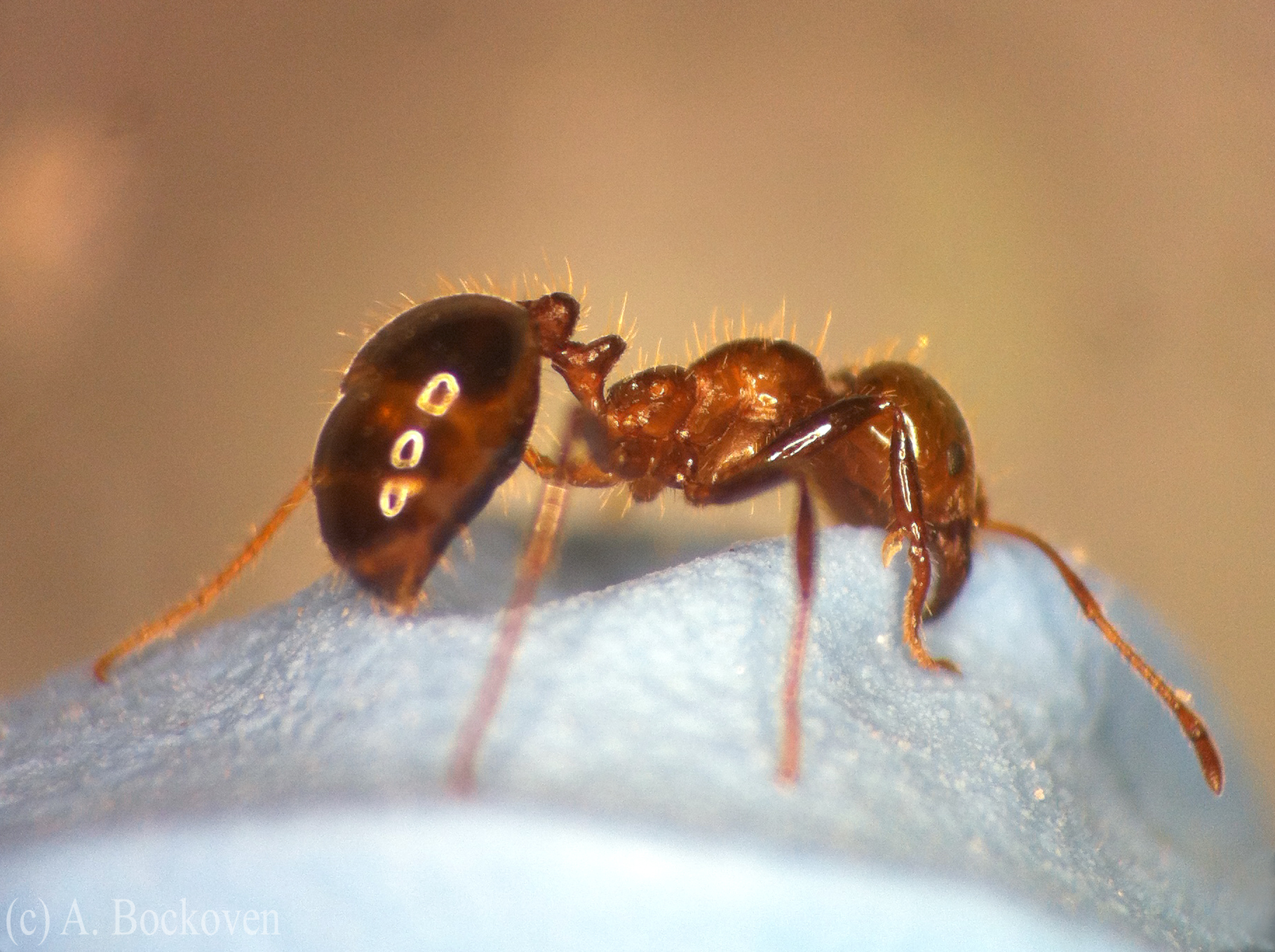 Biting and Stinging: The Ants | 6legs2many