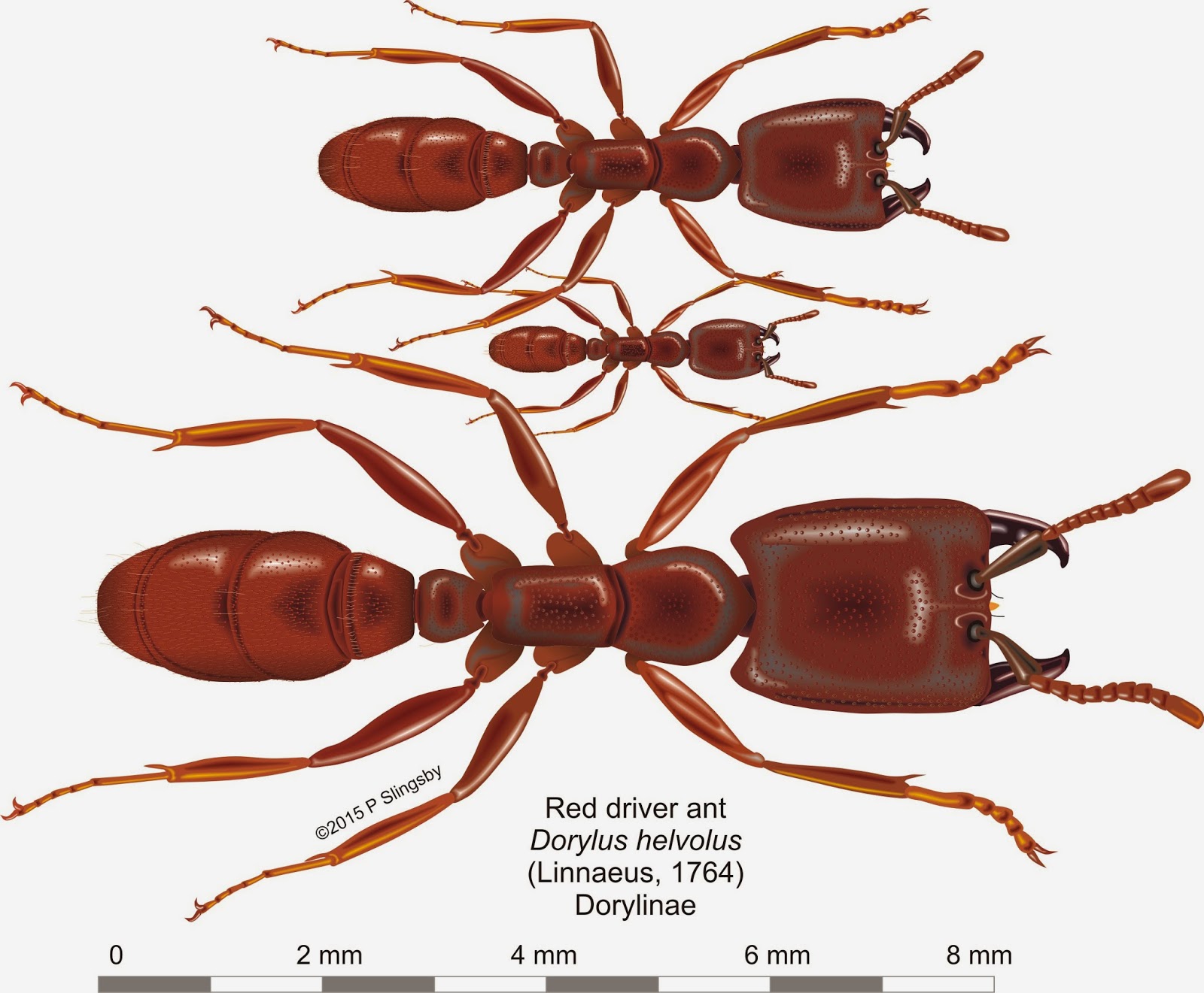 Ants of Southern Africa -: Dorylus helvolus: the Red Driver ant