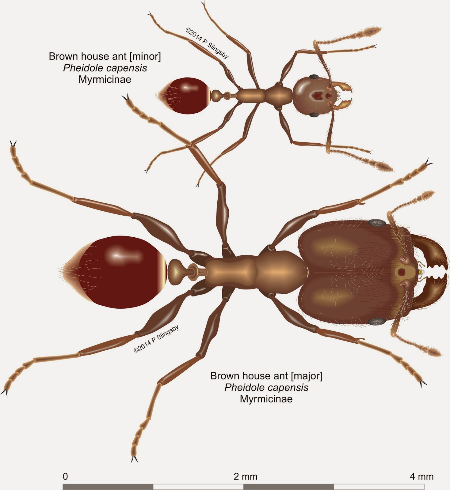 Ants of Southern Africa -: Pheidole species: the House or Big-headed ...