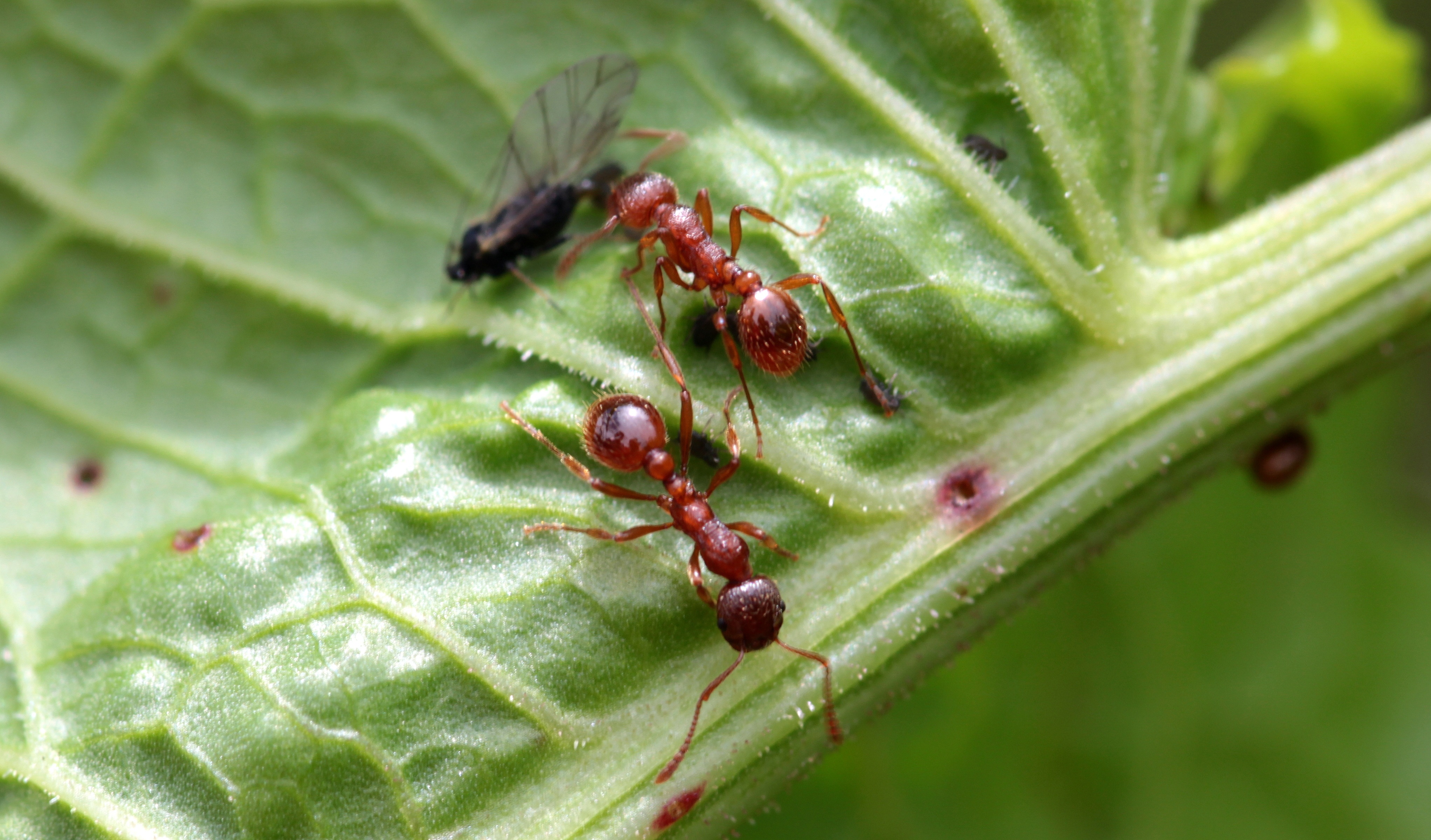 Red garden ant photo