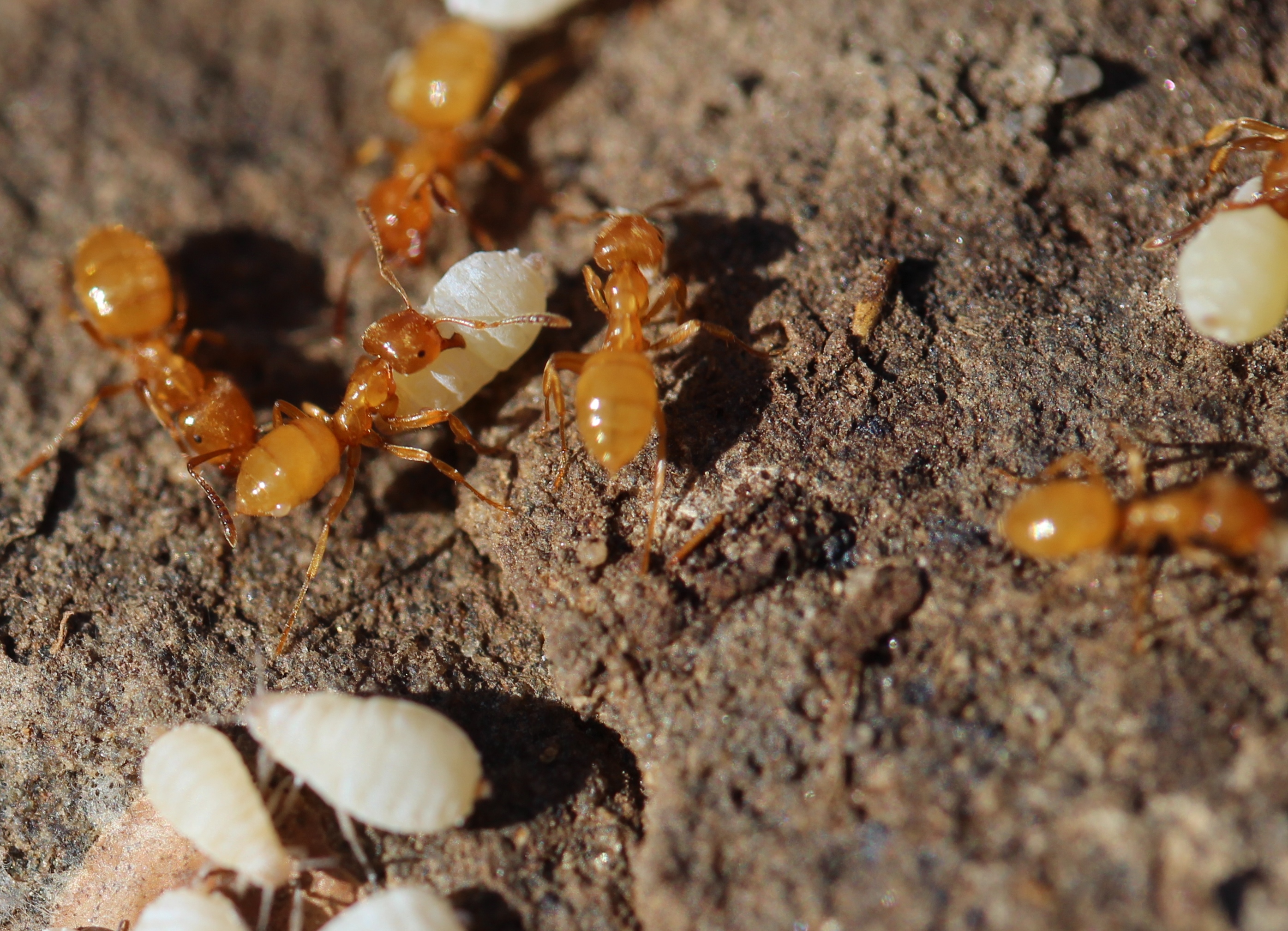 Citronella Ant Control: Get Rid of Citronella Ants