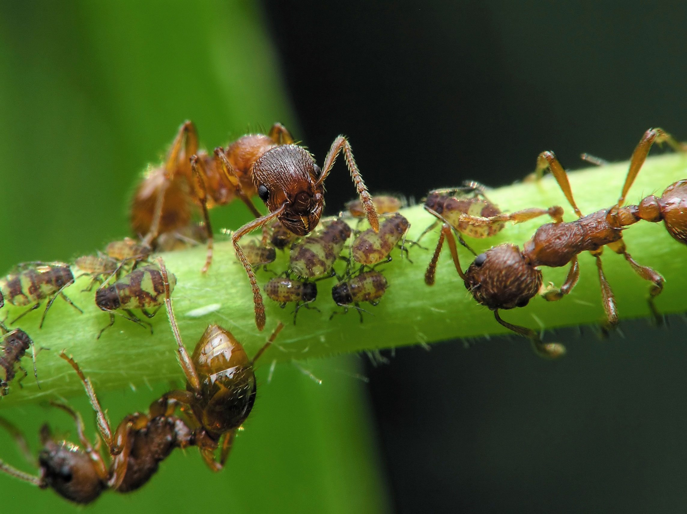 Aphids And Ant Control ? Relationship Between Aphids And Ants
