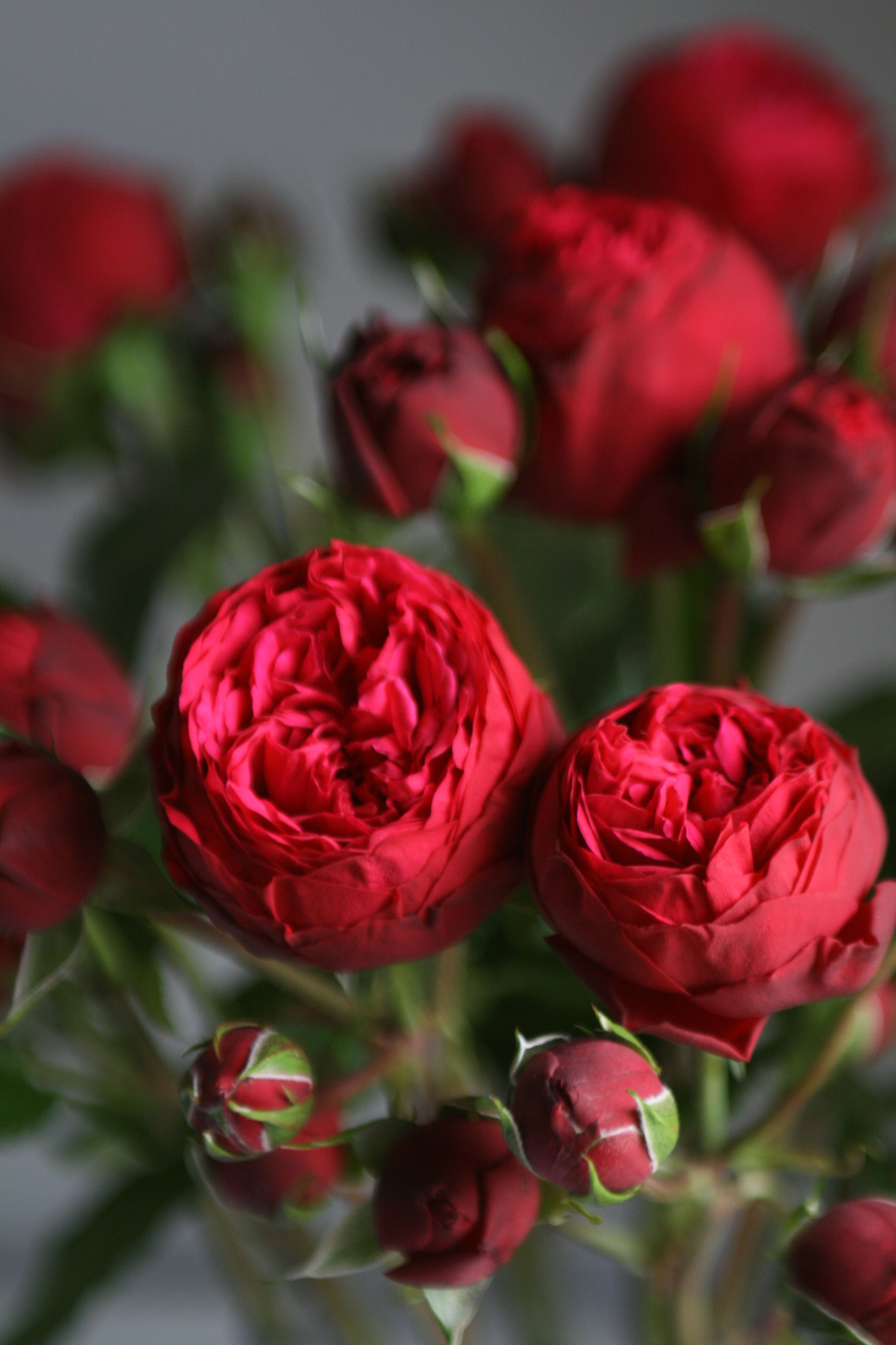 Rosa spray piano freiland. Deep red garden spray roses. | Kassy + ...