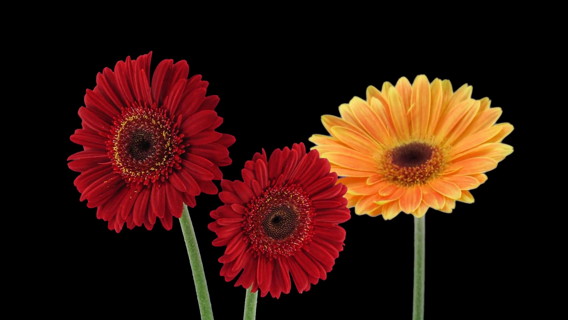 Time-lapse of growing and opening orange and red gerbera flowers 1x1 ...