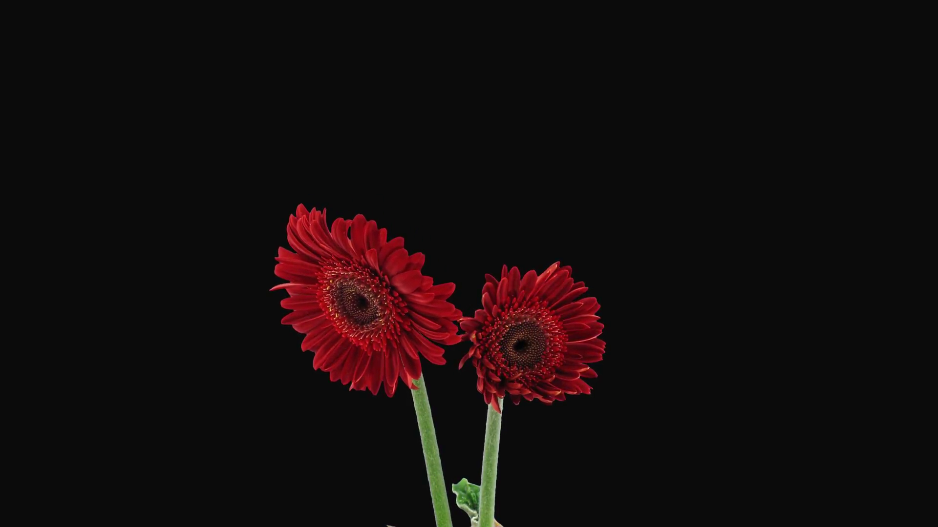 Time-lapse of growing and opening red gerbera flower 1a1 in PNG+ ...