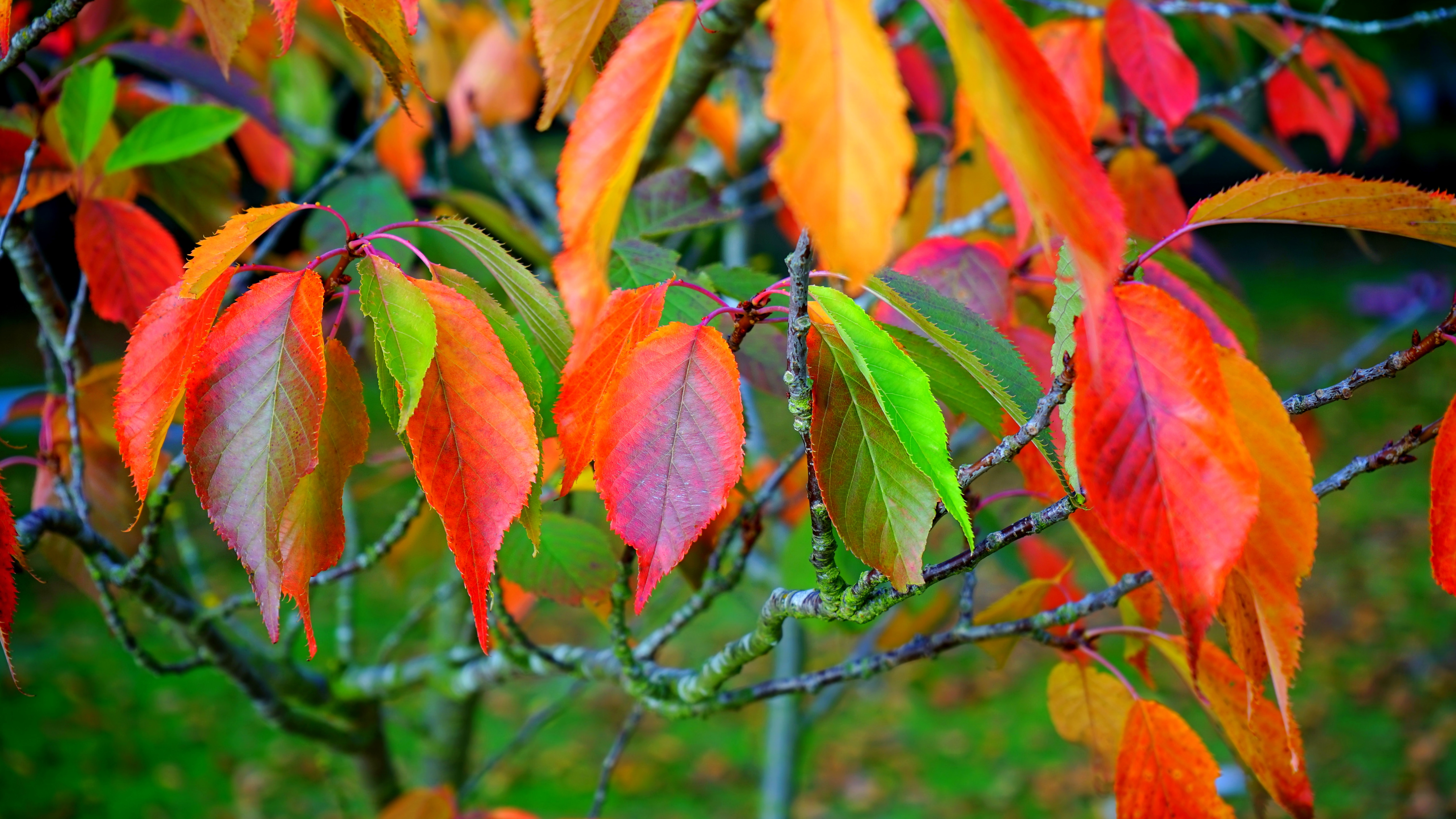Red green and orange leaves photo