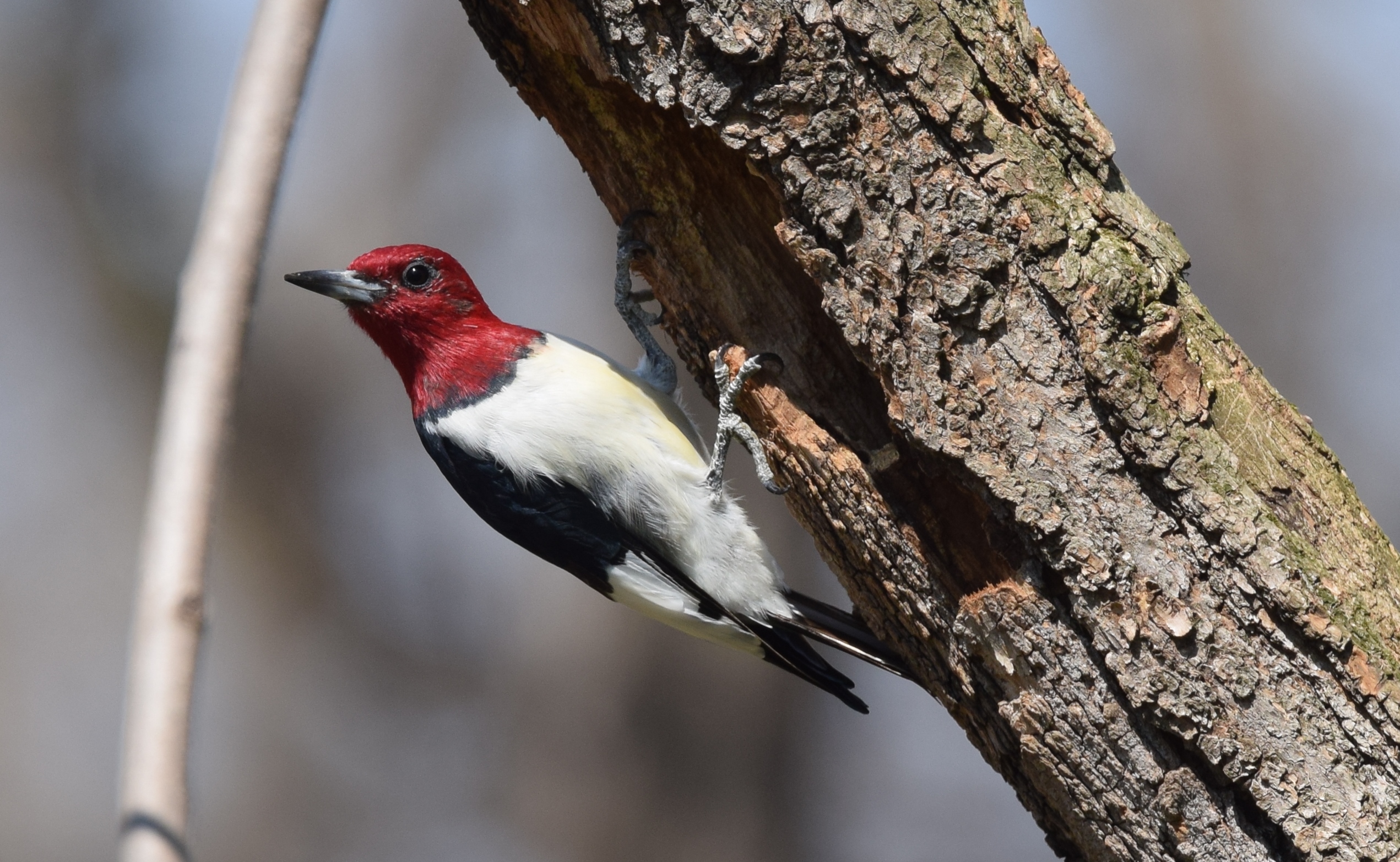 File:Red-headed Woodpecker (26345370886).jpg - Wikimedia Commons