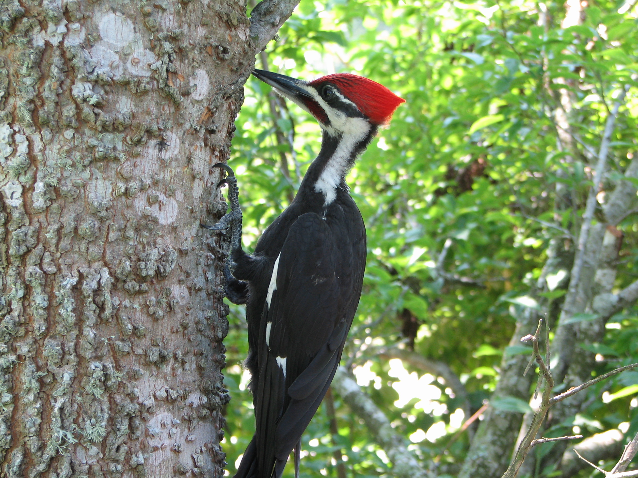 Is your Woodpecker's Head Red? – Wildlife Center of Texas