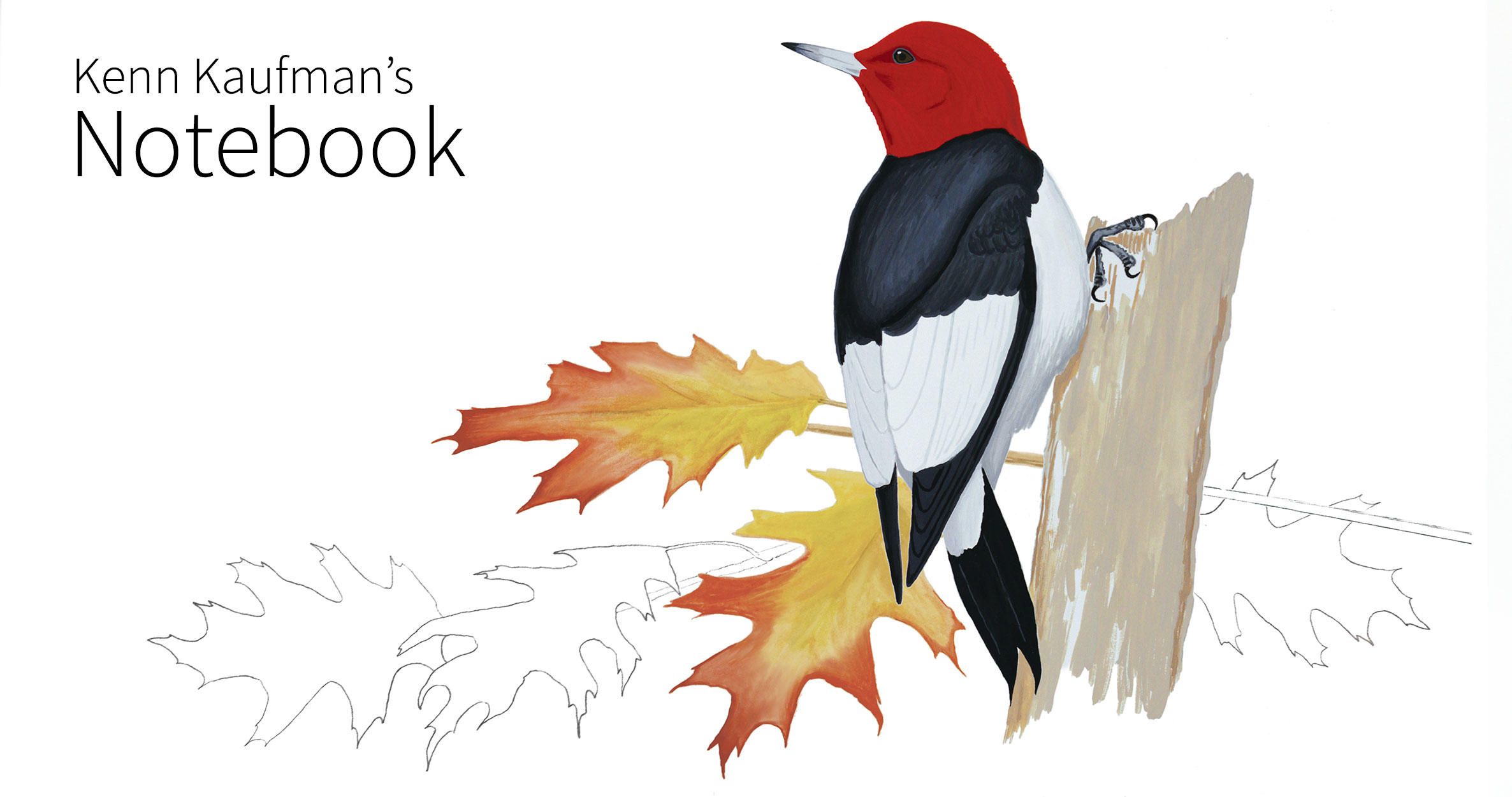 The Red-headed Woodpecker Doesn't Make Sense | Audubon