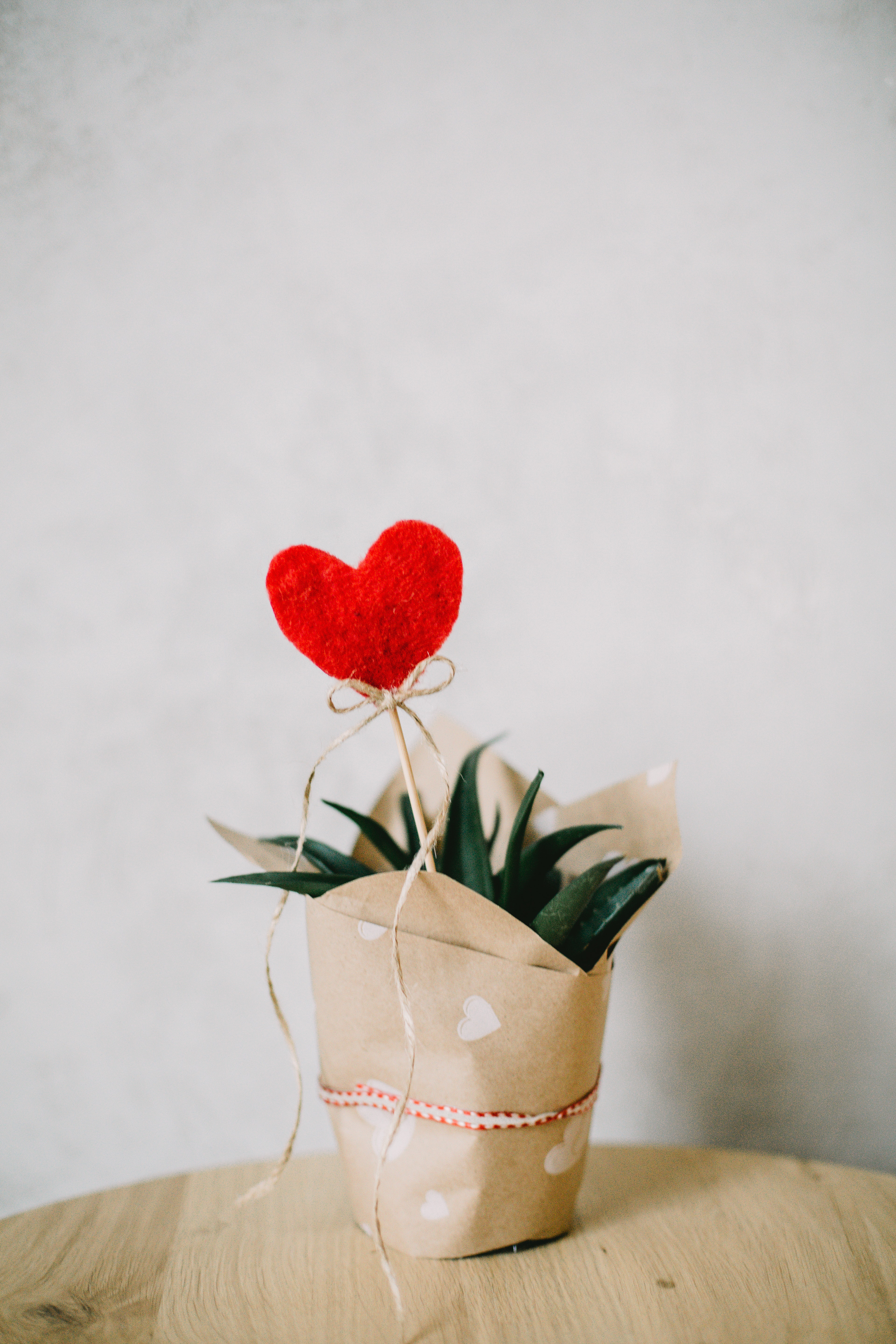 Red heart ornament and aloe vera plant covered with paper photo
