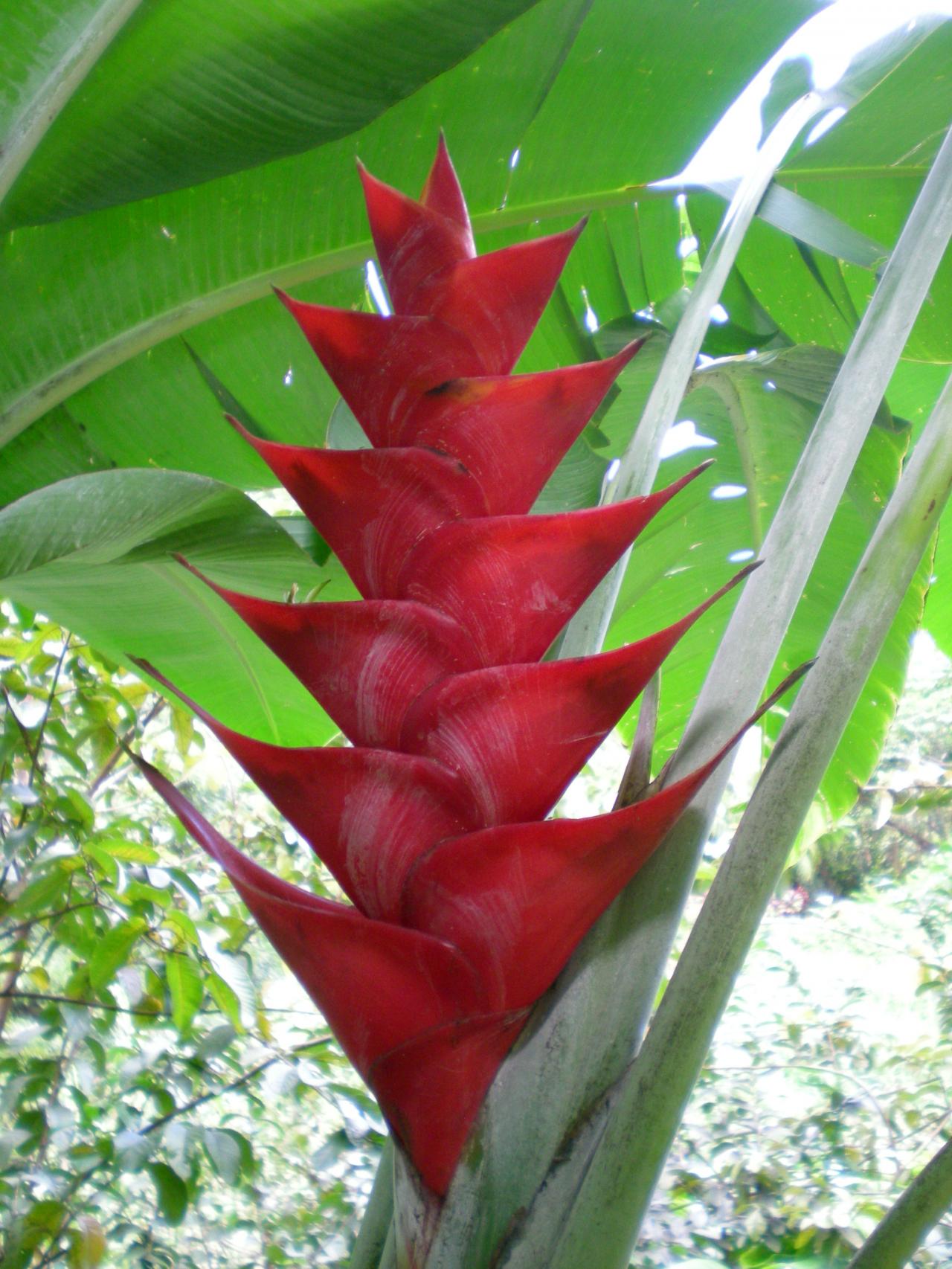 Red heliconia flower photo
