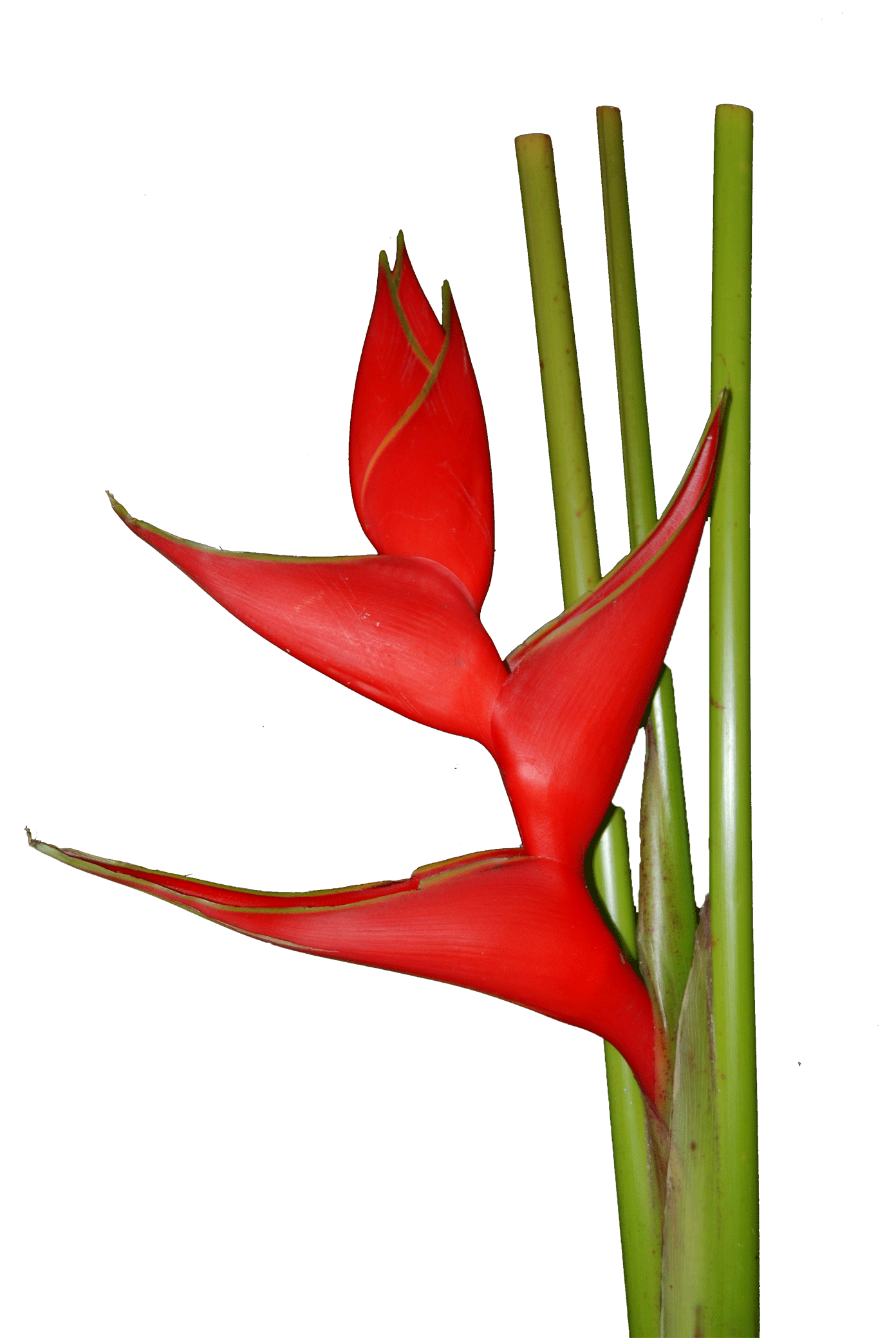 KT Orchids Wholesale Heliconia Red - KT Orchids Wholesale