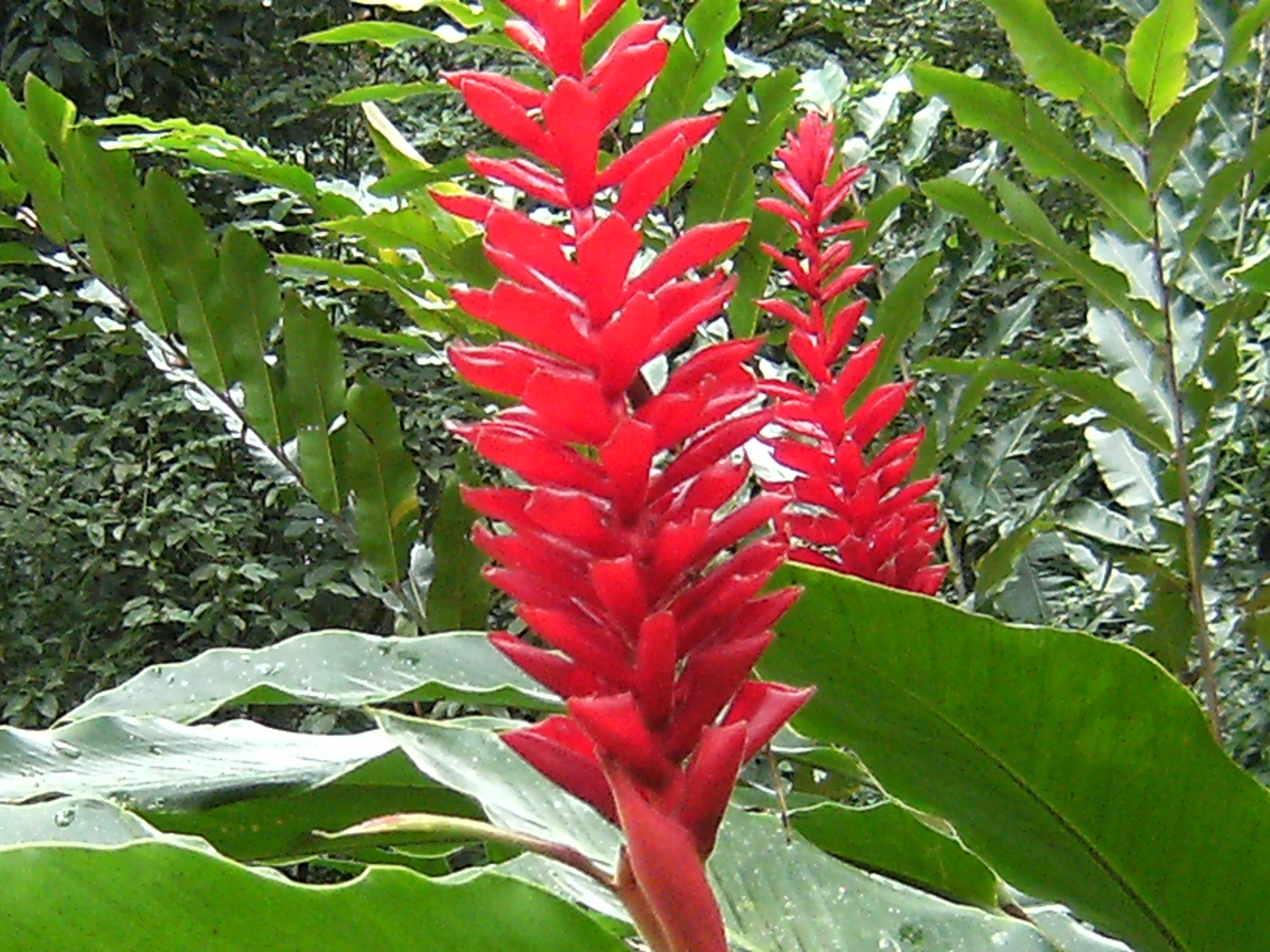 Tropical Flowers of Costa Rica