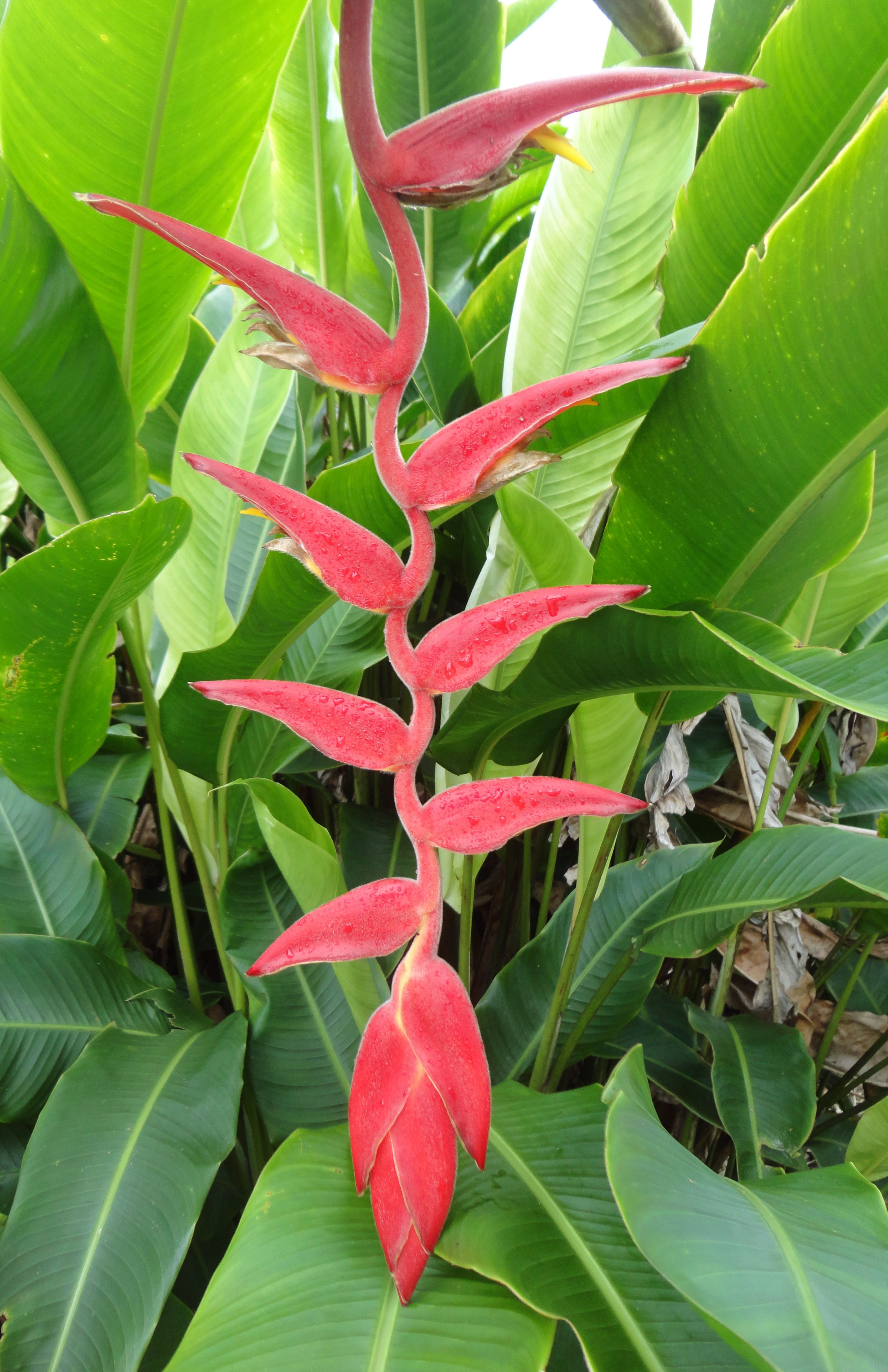 Red Velvet' Heliconia lawrenciana | Heliconia | Pinterest | Tropical ...