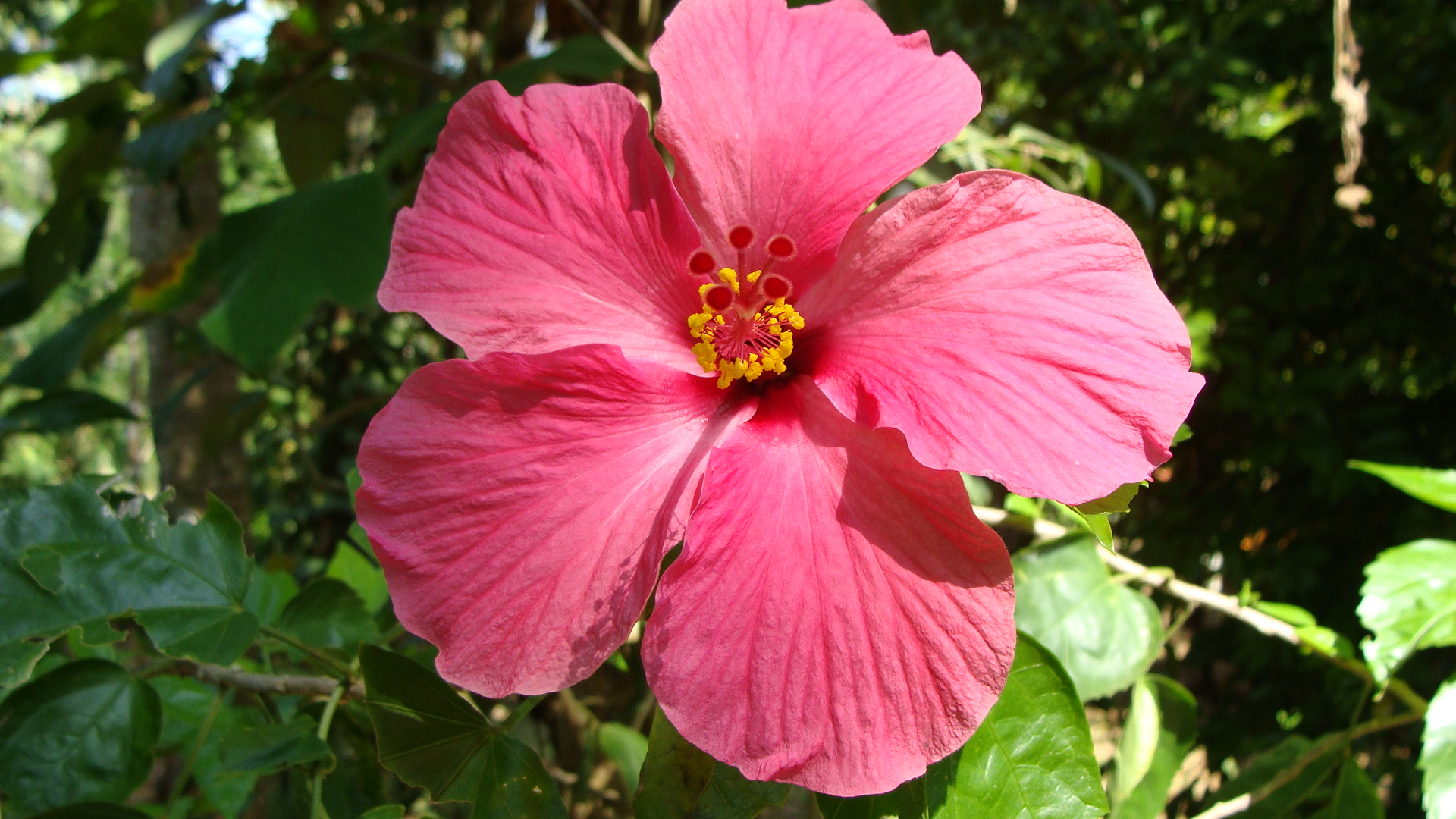 Image result for Hawaiian Hibiscus Wallpapers