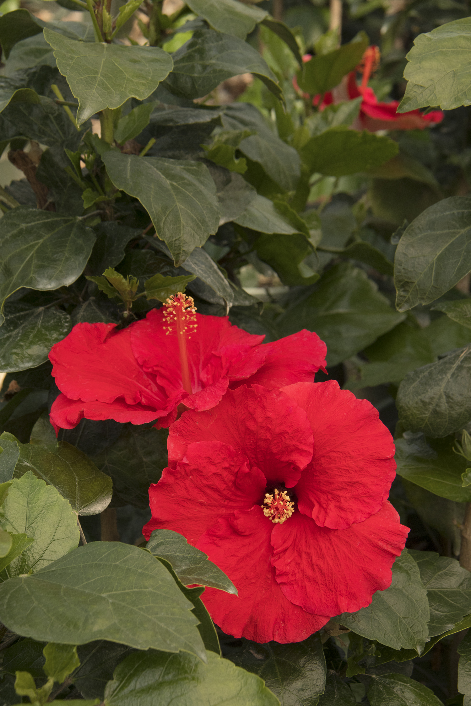 Red Darling® Hibiscus - Monrovia - Red Darling® Hibiscus