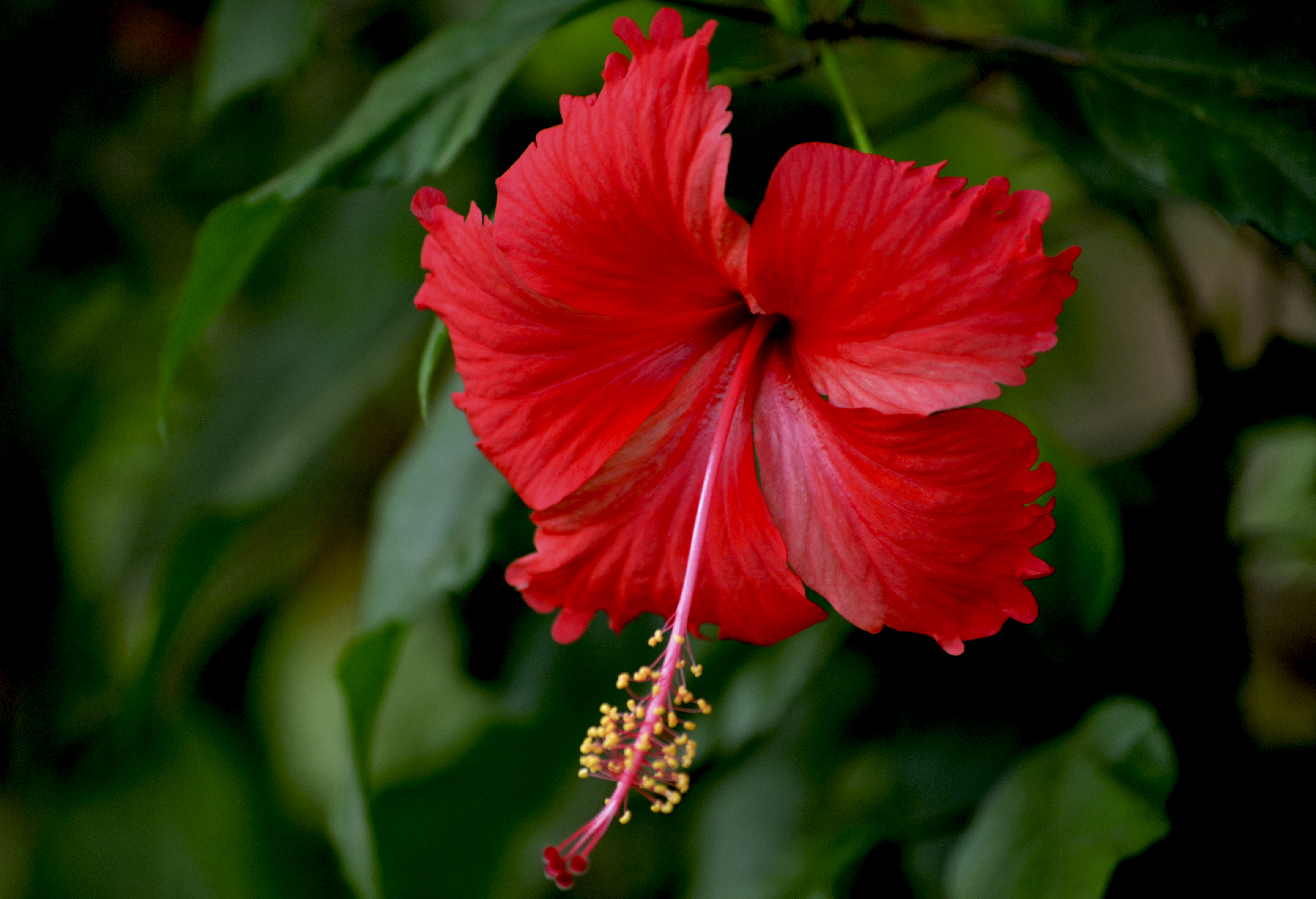File:Red Hibiscus from Kerala.jpg - Wikimedia Commons