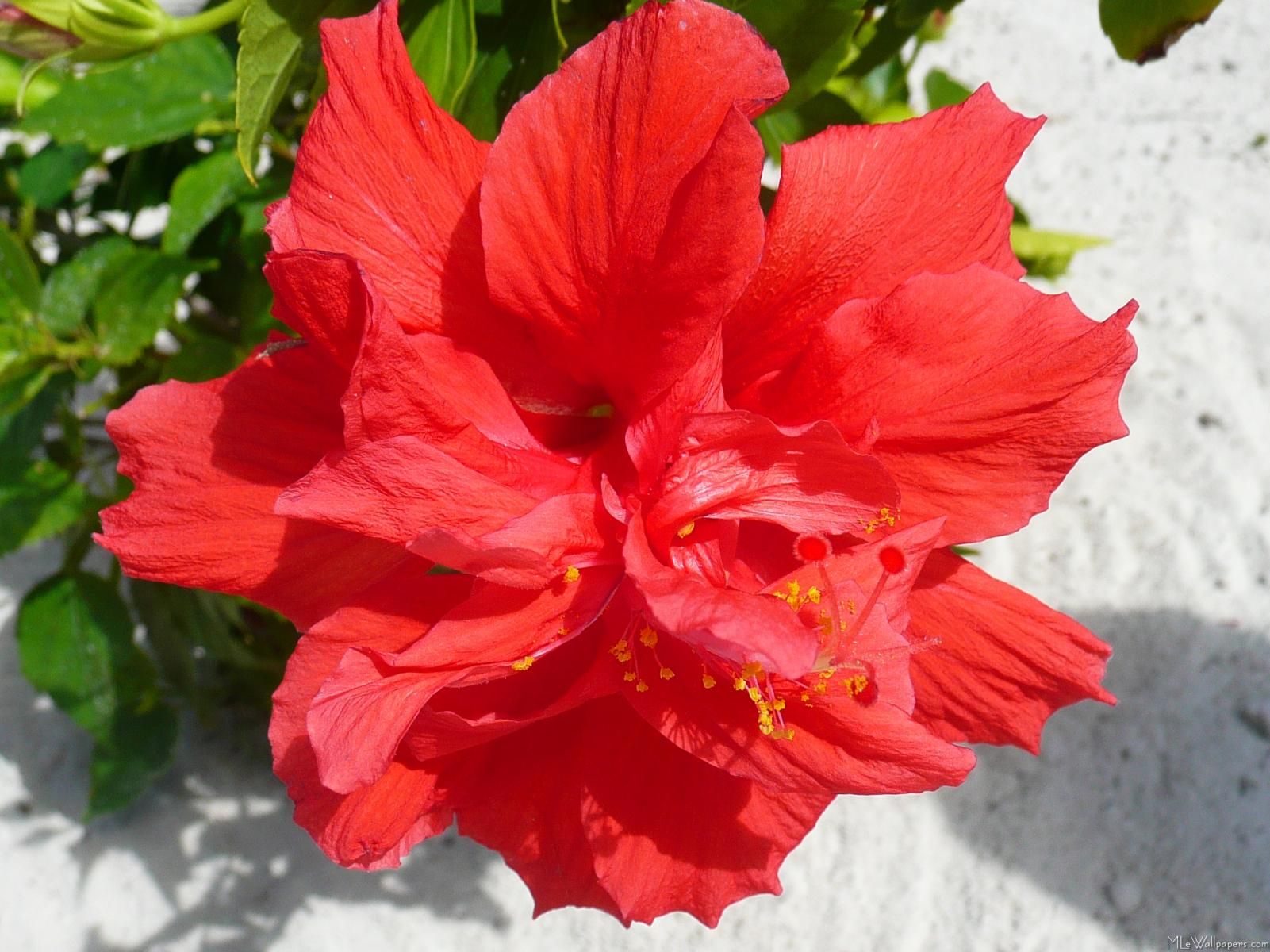 Double+Red+Hibiscus+Plant | Double Hibiscus Flower | flowers ...