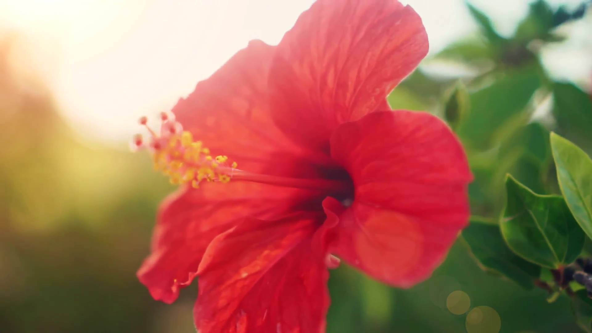 Beautiful red hibiscus flower. Shoot on Digital Cinema Camera in hd ...