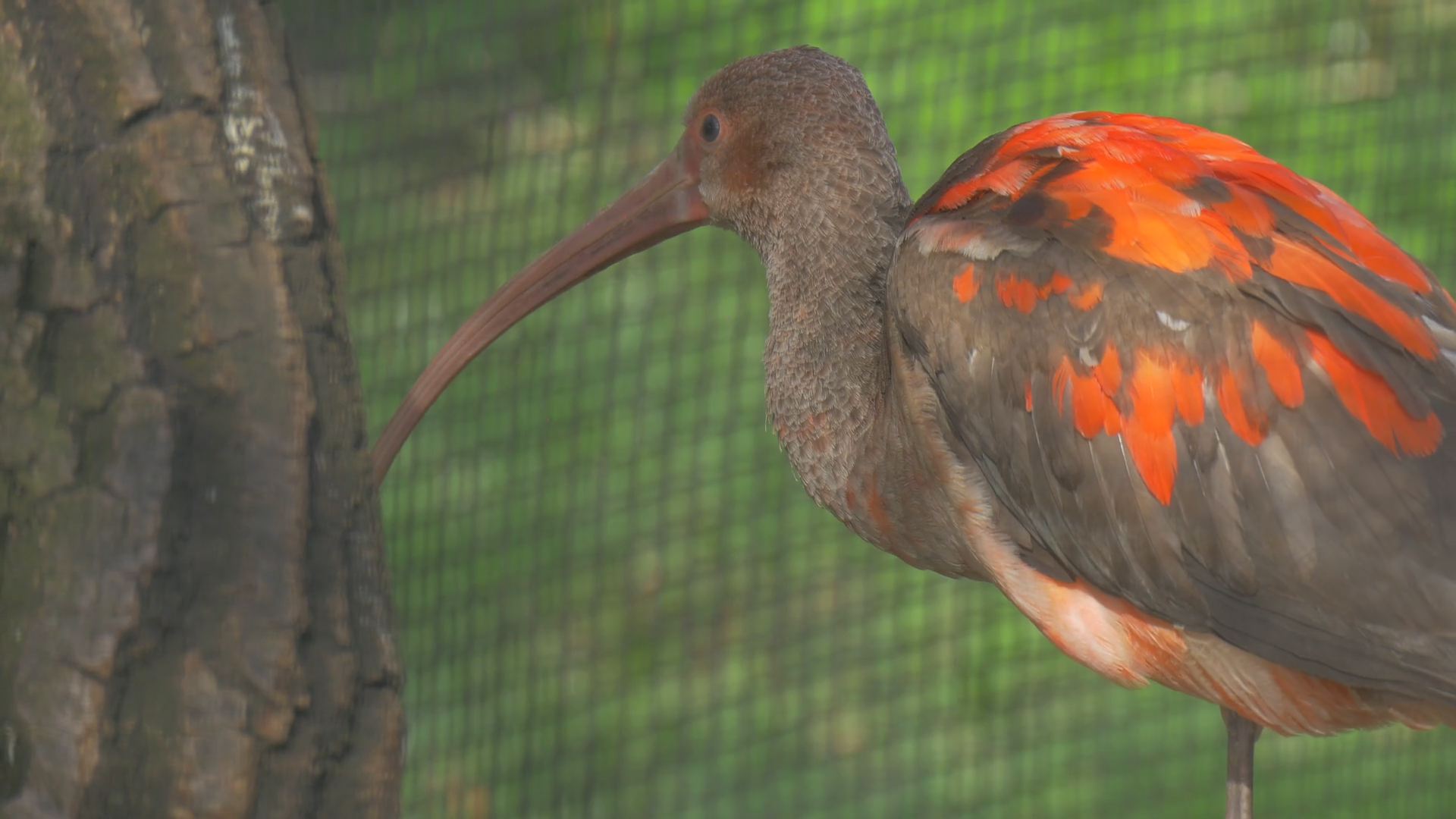 Red and Gray Juvenile Scarlet Ibis Bird in Cage Red Feathers Long ...