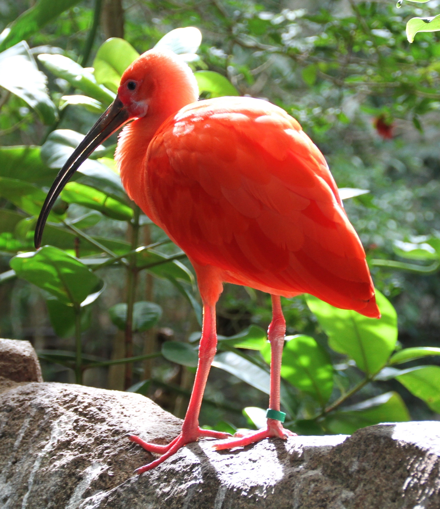 File:Eudocimus ruber IMG 4996 red ibis.jpg - Wikimedia Commons