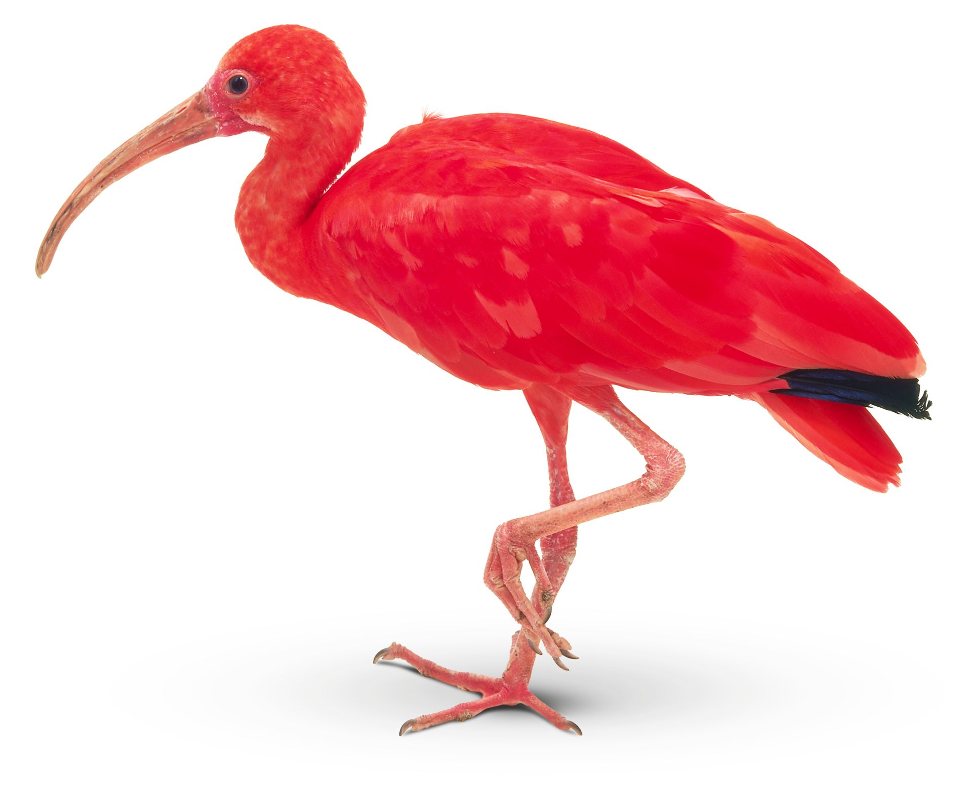 Scarlet Ibis Bird Facts For Kids | DK Find Out