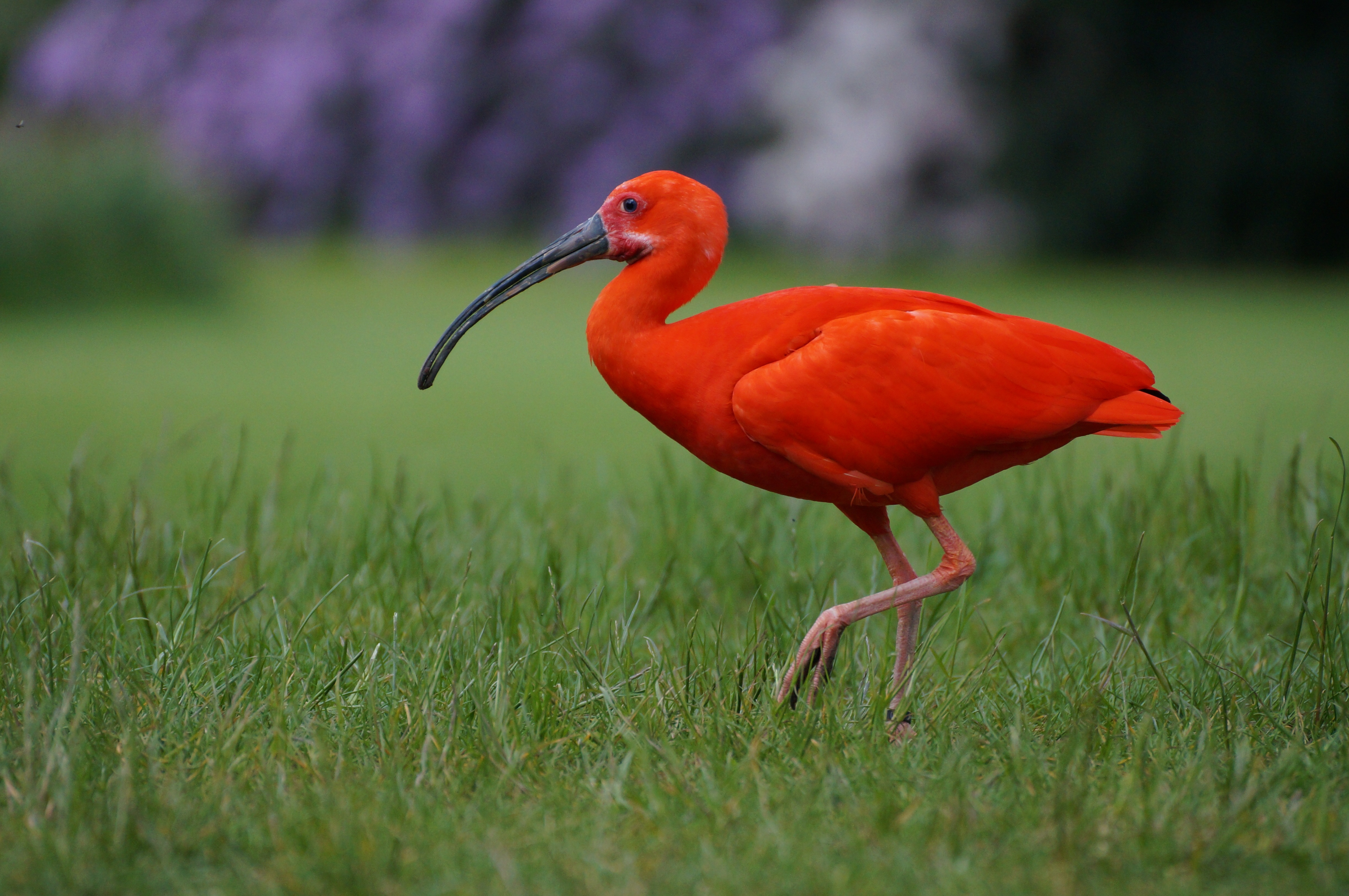 Free Images : wildlife, color, colorful, fauna, flamingo, vertebrate ...