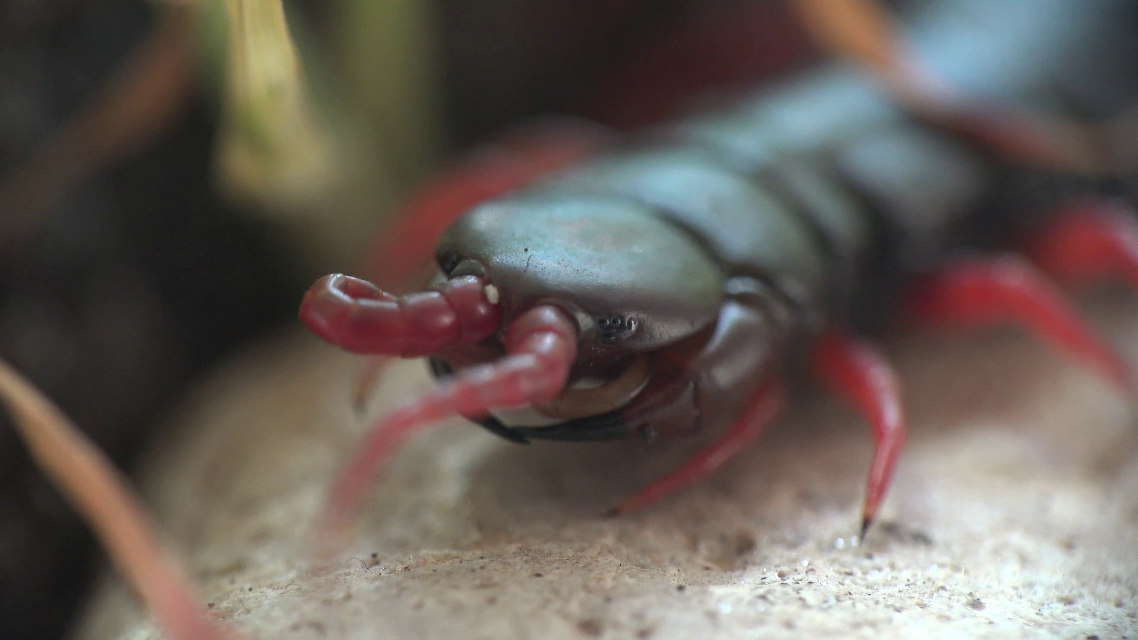 Black Scolopendra, Centipede insect macro red legs and hard shell ...