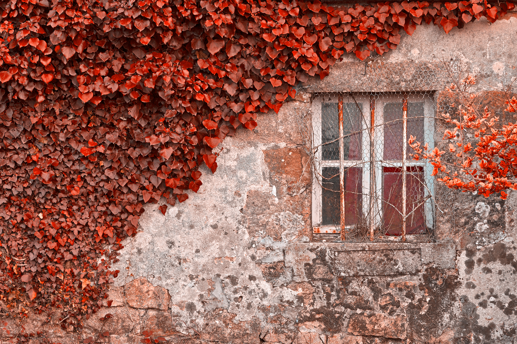 Red ivy wall - hdr photo