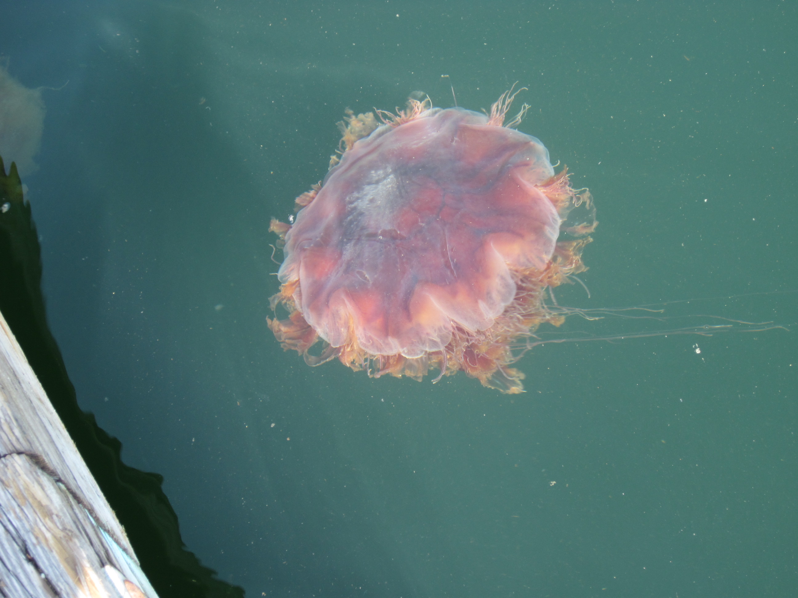 What are those red jellyfish?? | Fair Harbor Marina