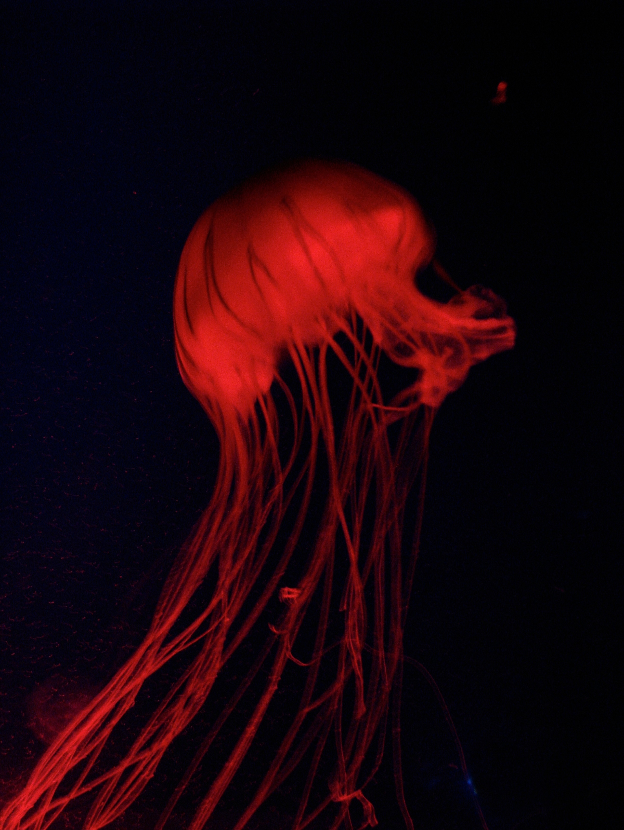 Red Jellyfish | Ode to Medusae (Bewitched, Beguiled & Bewildered by ...
