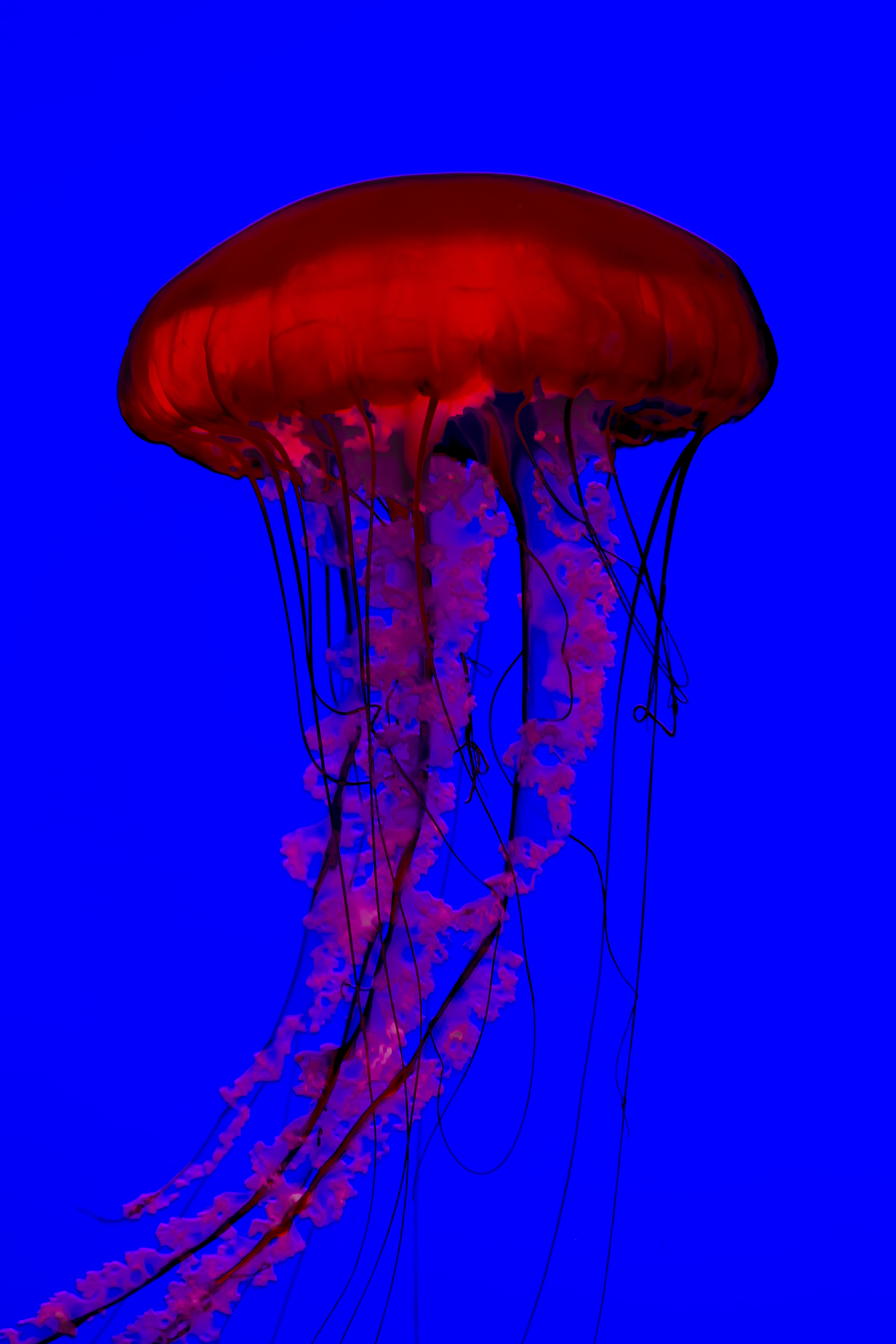 Jellyfish - Imgur