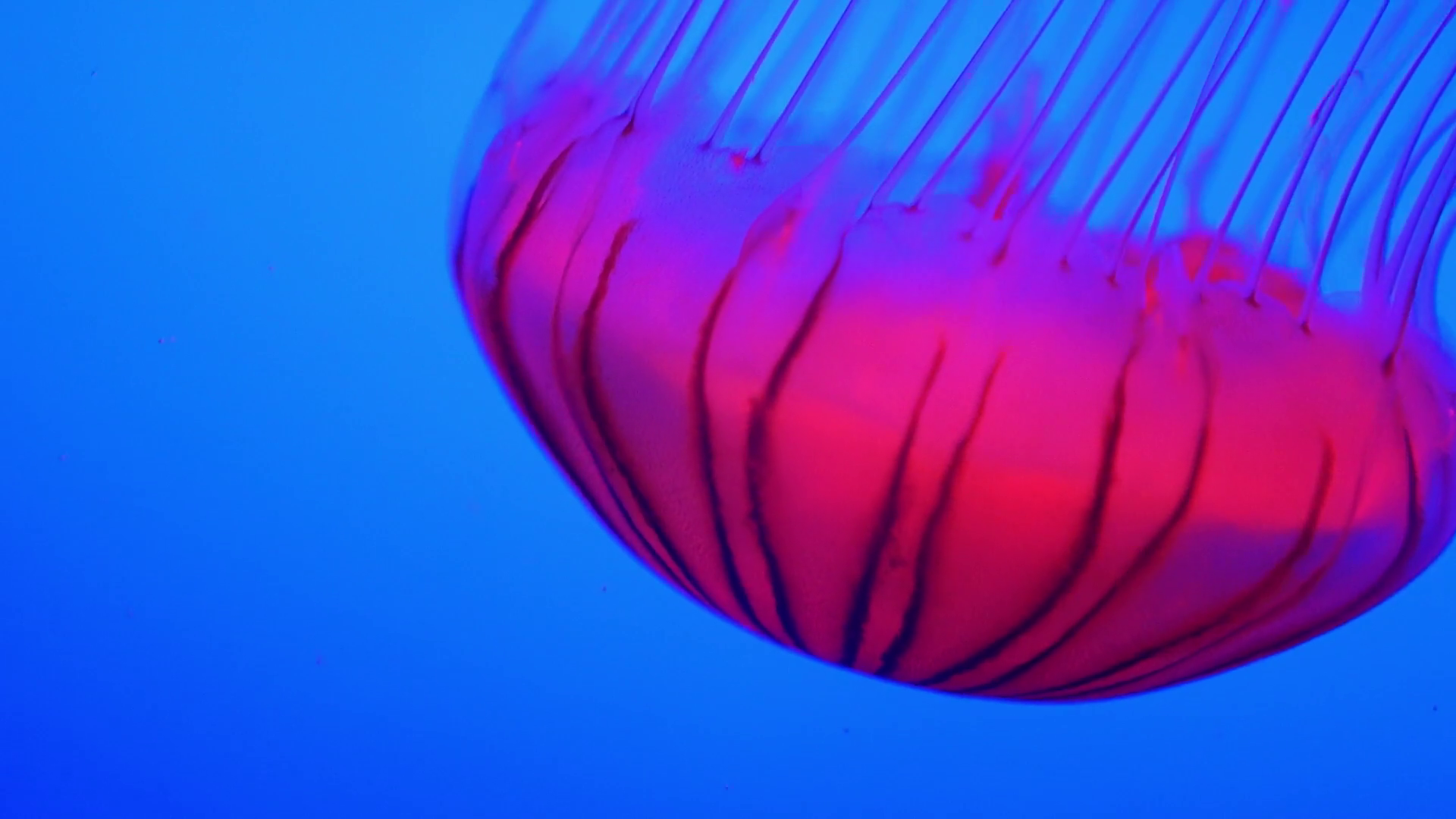 Jellyfish - Luminescent Red Jellyfish Glows in Deep Blue Ocean Stock ...